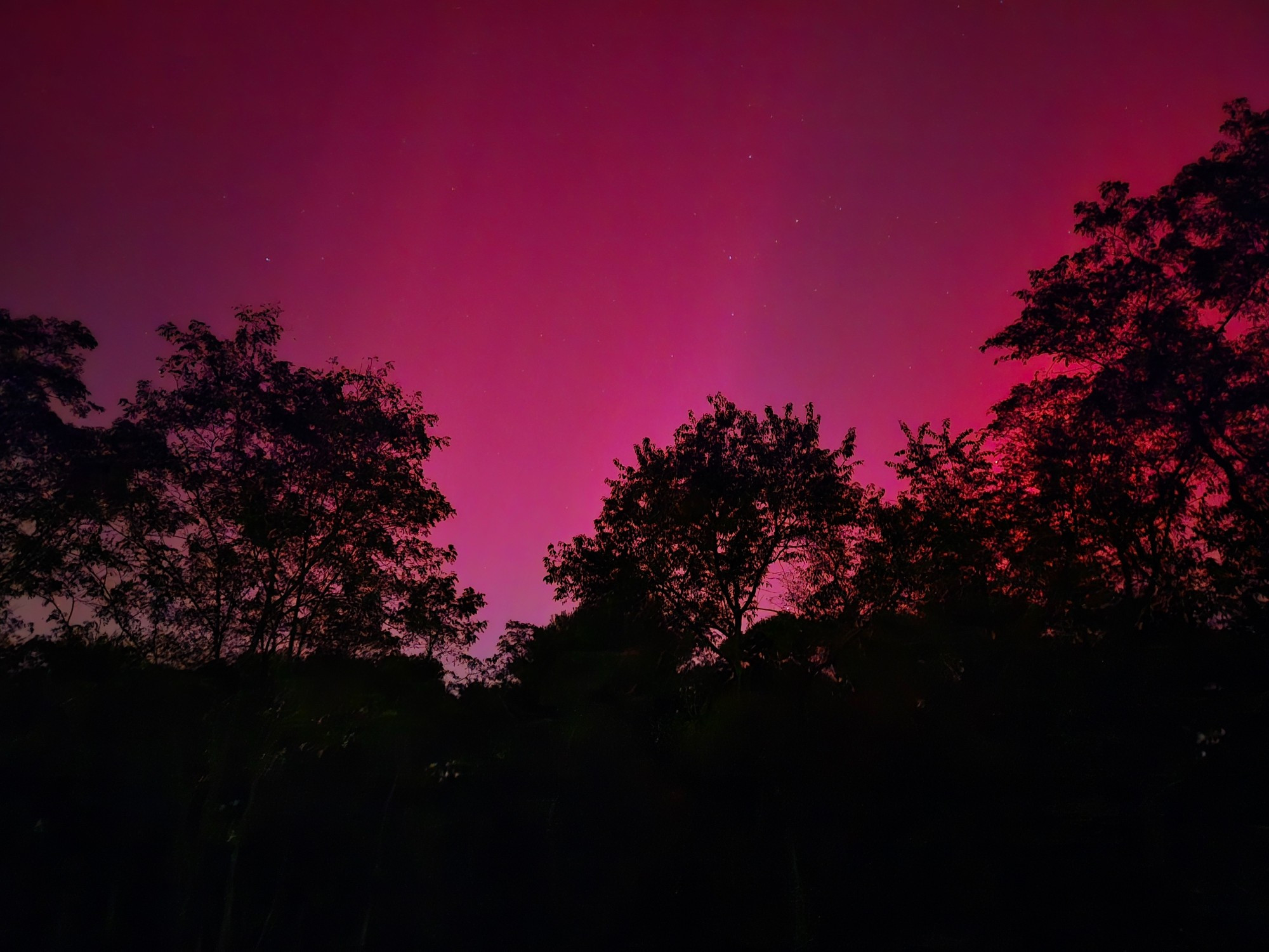 The same line of oak tree as in the image further up in the thread, under the same night sky--but this time only a few stars are visible through the striations of magenta northern lights.