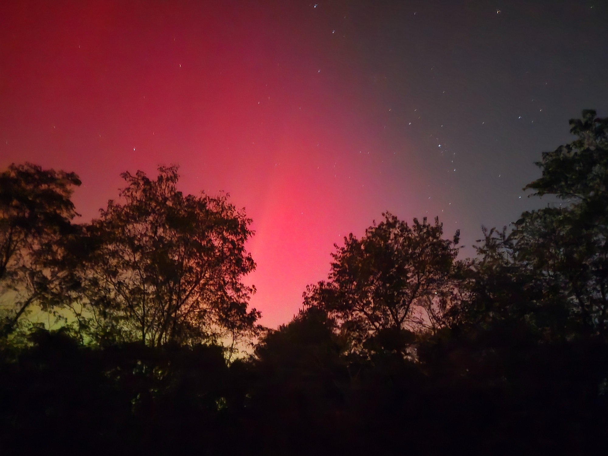 A line of black silhouetted oak trees under a starry sky. On the right the sky is gray-blue. On the left, the northern lights are glowing magenta and pink and, in the lower-left of the image, a lime green.