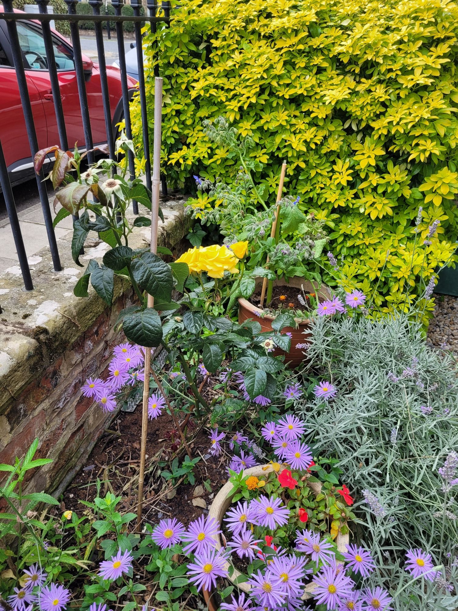 Asters in front garden