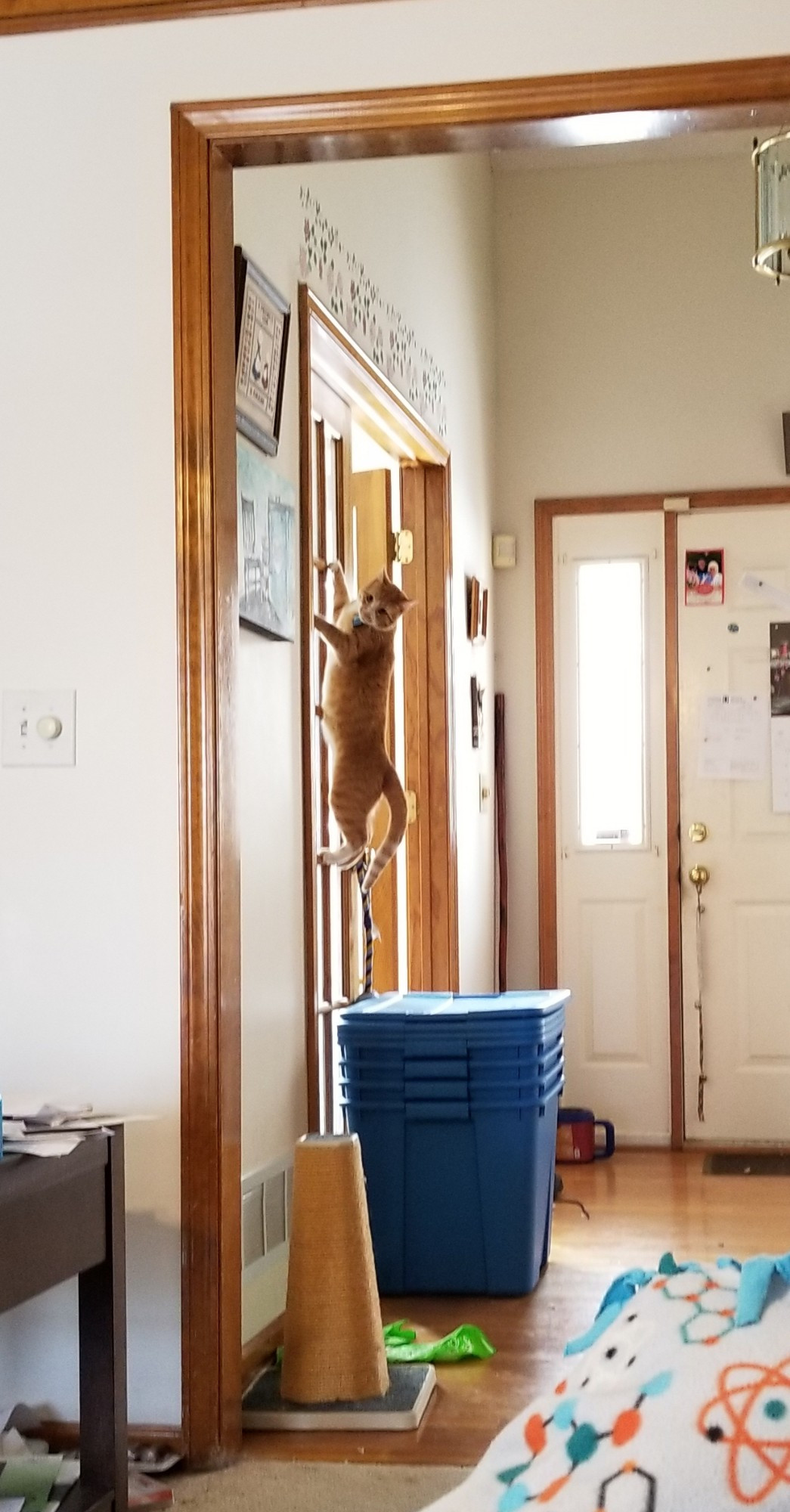 A ginger cat clings to the framing of a French door. 