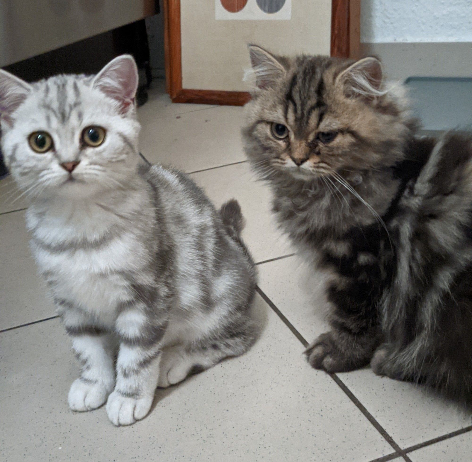 Zwei Katzenkinder schauen in die Kamera.