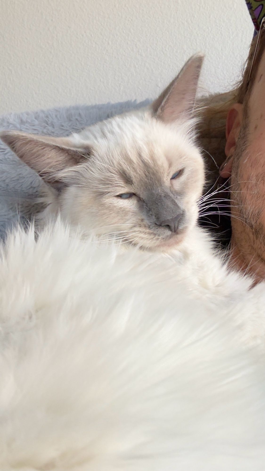 Velvet, with her white cat fur glimmering like the snow.