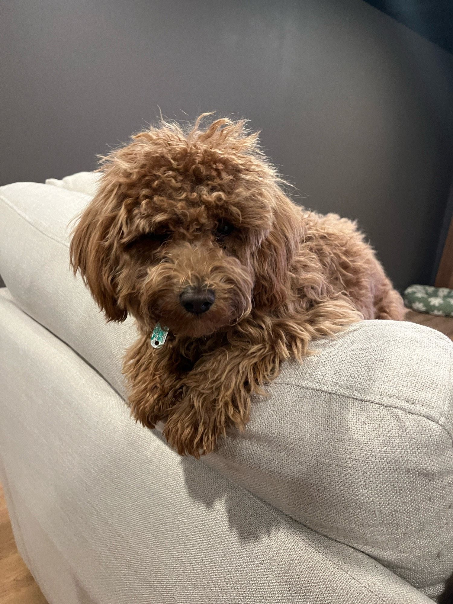 Small brown fluffy dog leaning over the back of a couch.