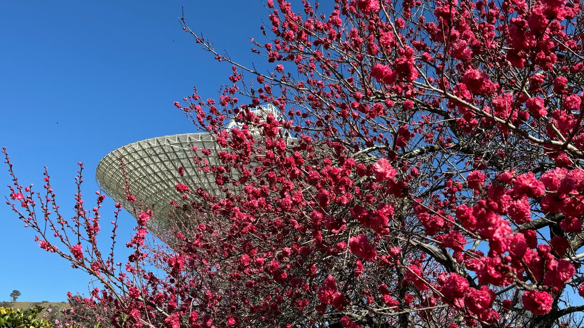 Deep pink flowers blooming with a giant antenna dish on the background against a blue sky.