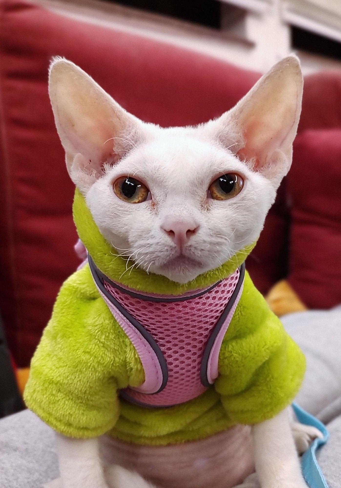 White Devon Rex kitten wearing a green sweater and a pink harness starting at the camera with a sweet expression.