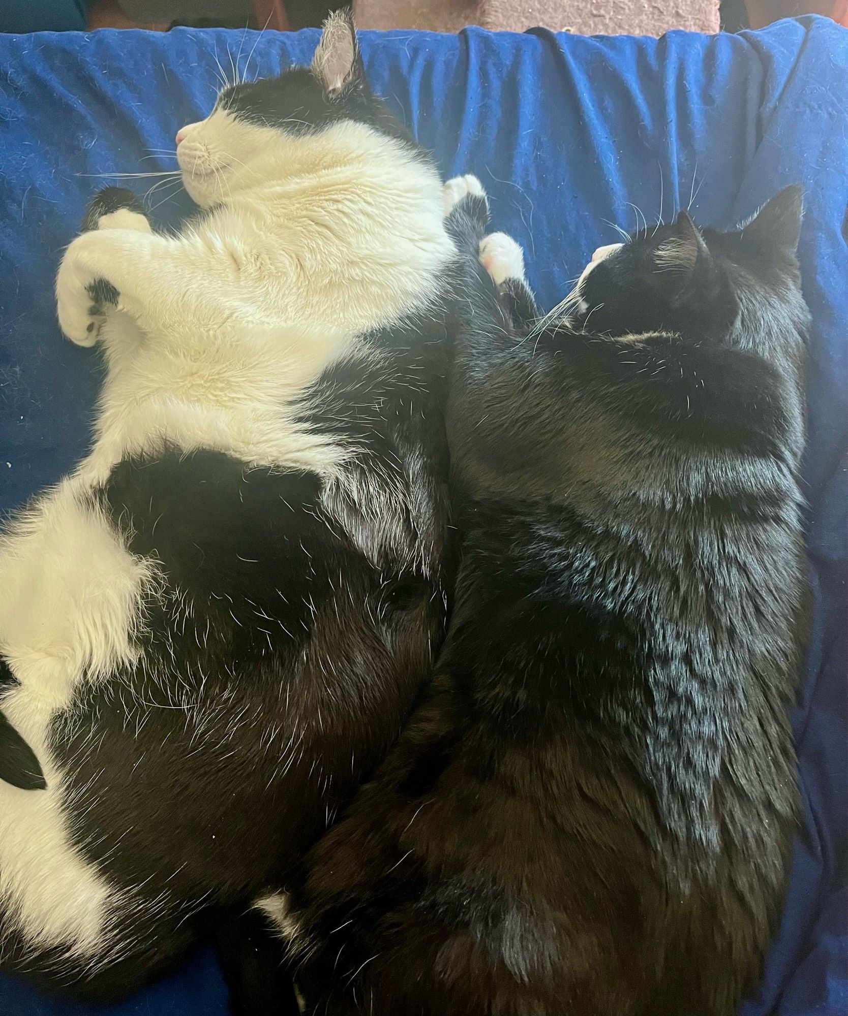 A chubby black and white cow pattern cat, and a chubbier black and white tuxedo cat cuddle up together for a nap on a blue comforter. They make an extra-big loaf of sleepy fur baby.