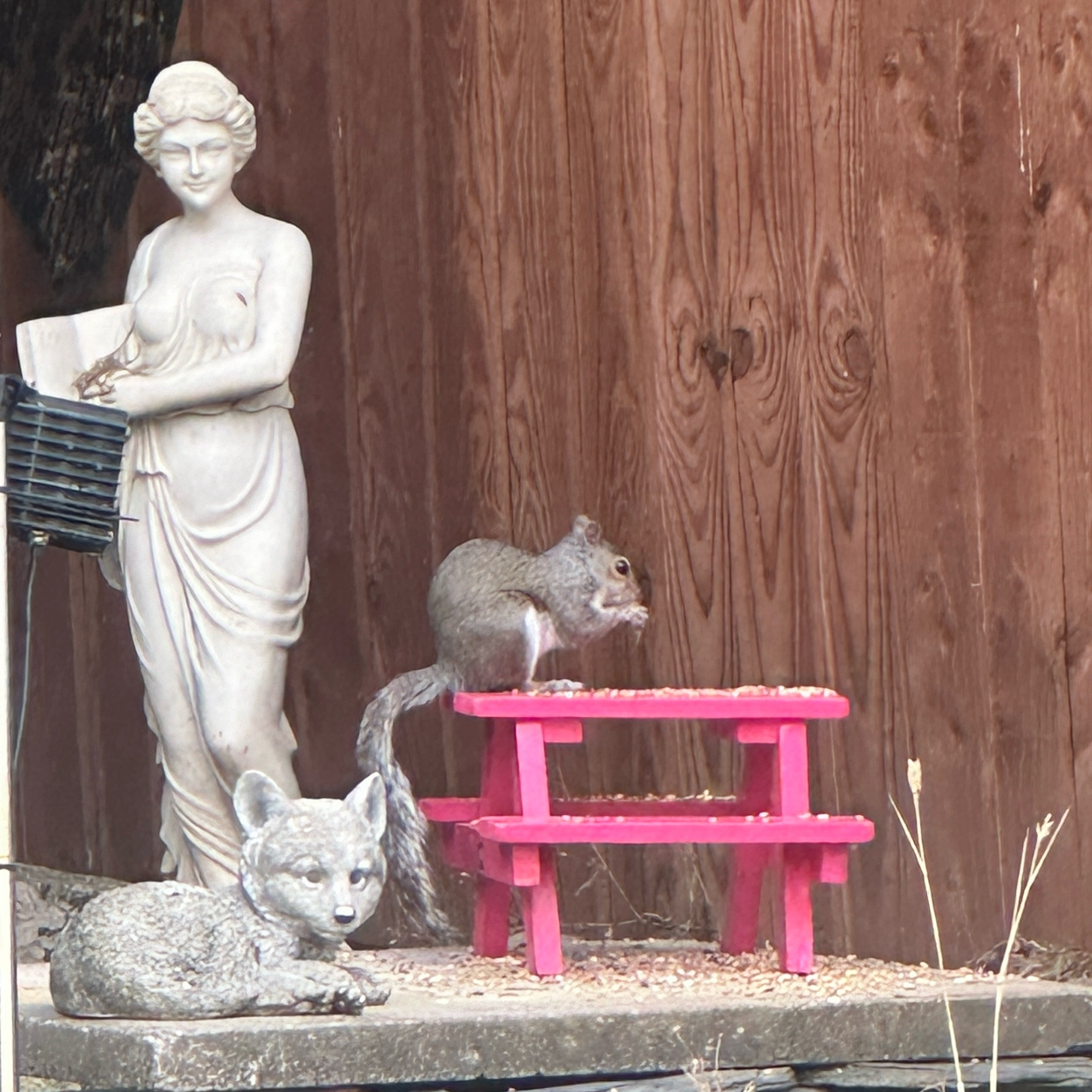 A squirrel eating seed from a squirrel sized pink garden bench