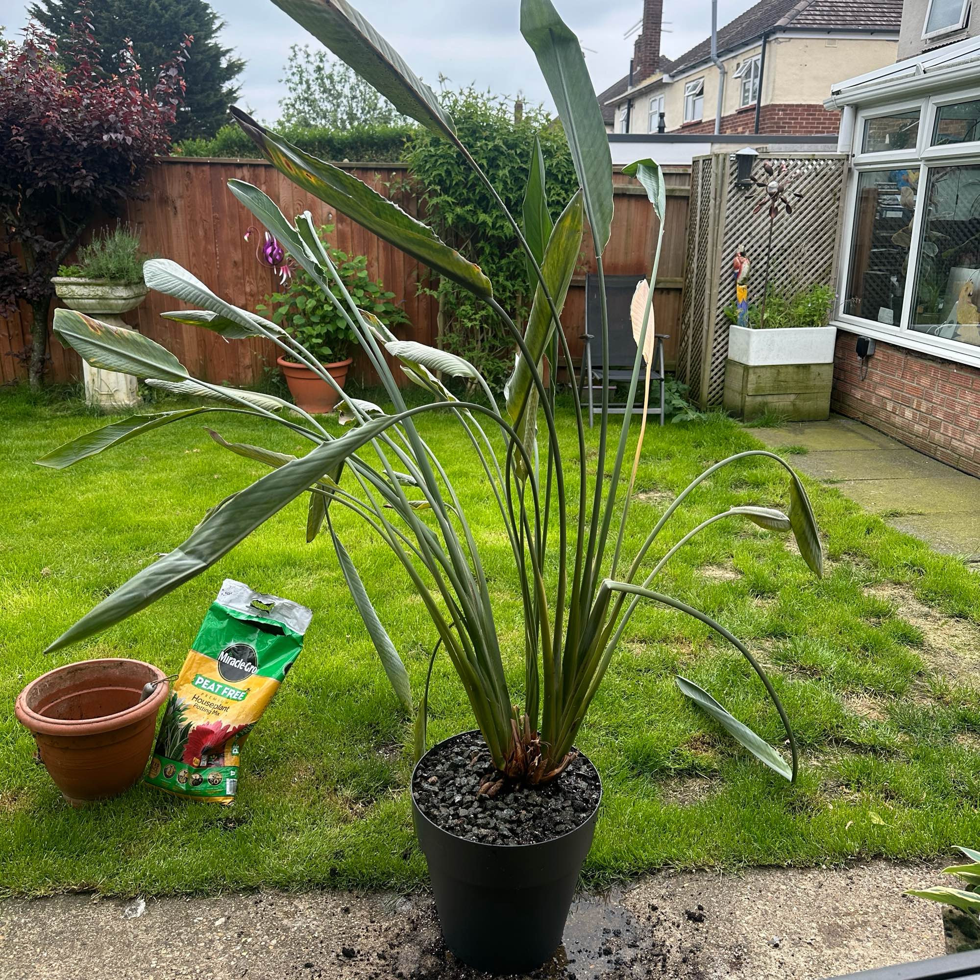 Happily repotted Strelitzia - Bird of Paradise - in a pot 3 times the volume of its predecessor