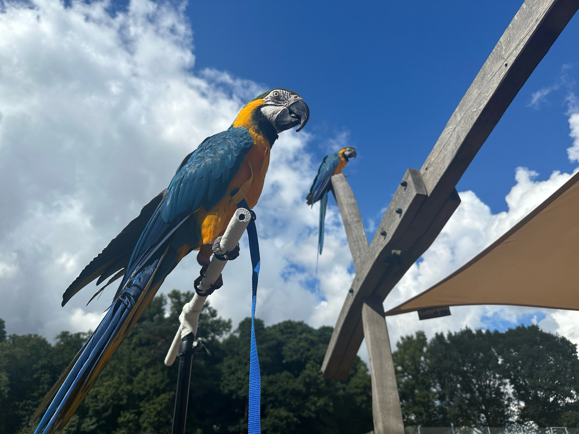 Nelson a blue and gold macaw on his flight stand and another blue and gold macaw above him sitting atop a pergola at Ampthill Great Park, Bedfordshire UK