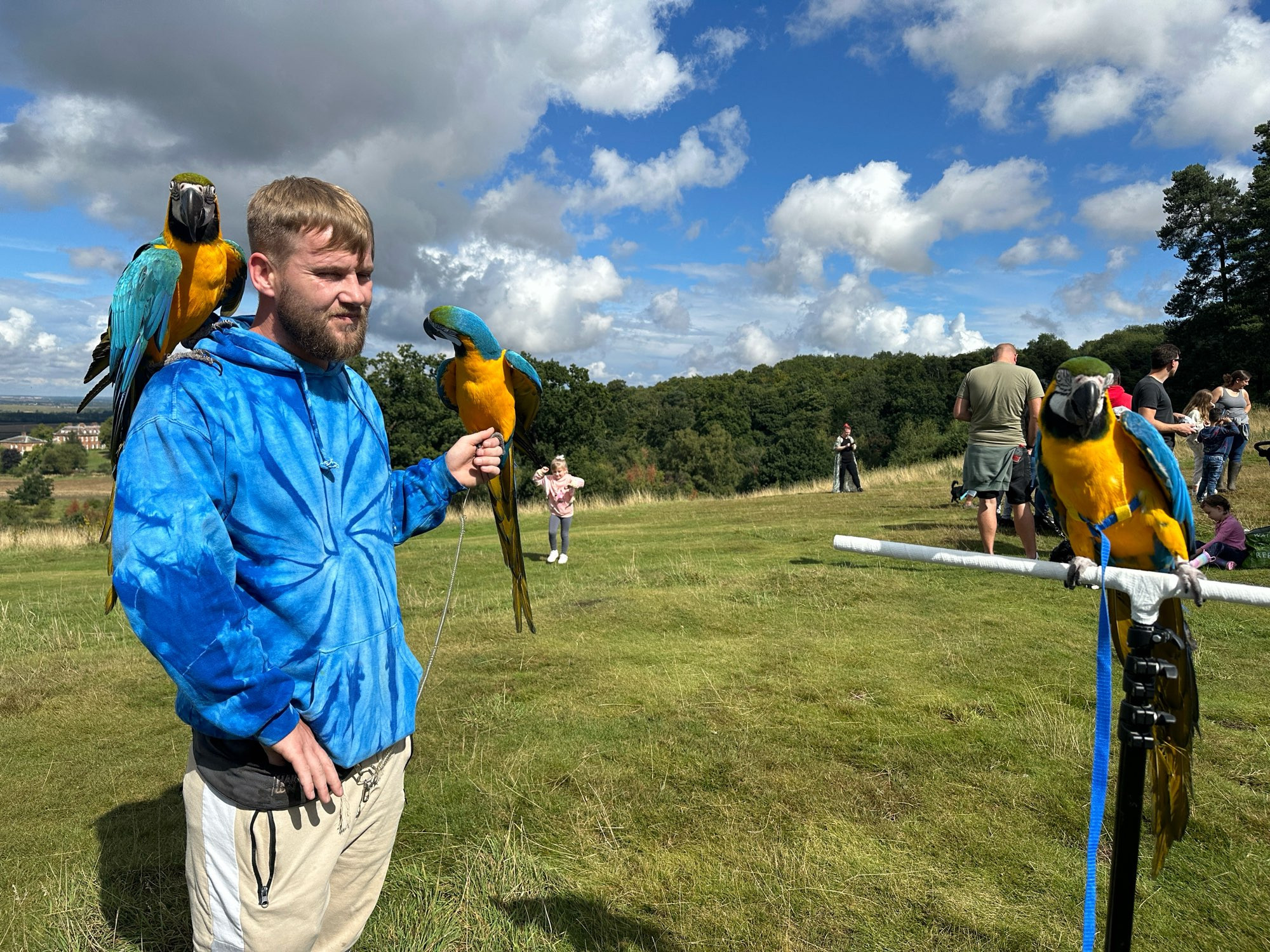 Nelson on a flight stand on the right meeting Skye and Storm othe blue and gold macaws at Ampthill Great Park