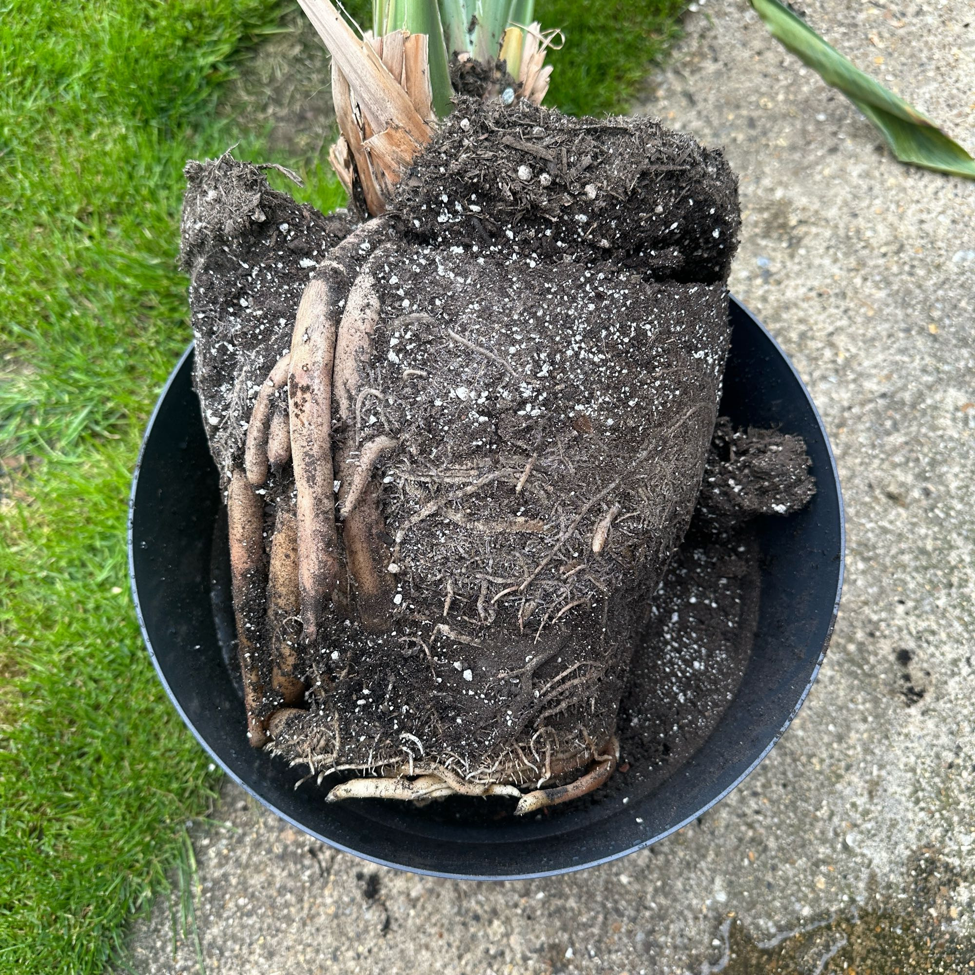 Exposing the root system of the pot bound plant