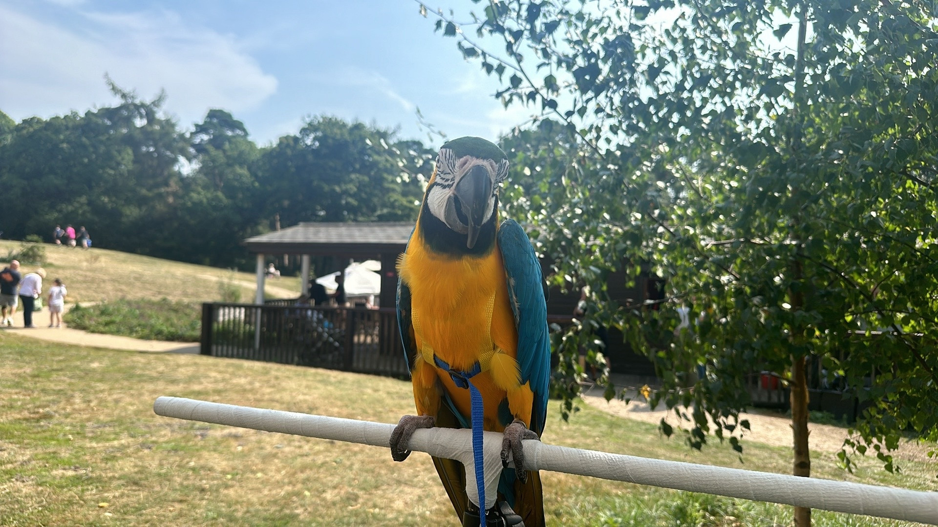 A blue and gold macaw parrot on a light weight, home-made, portable flight stand outside a cafe at Ampthill Great Park, Bedfordshire, England. The parrot is wearing a harness to keep him safe.