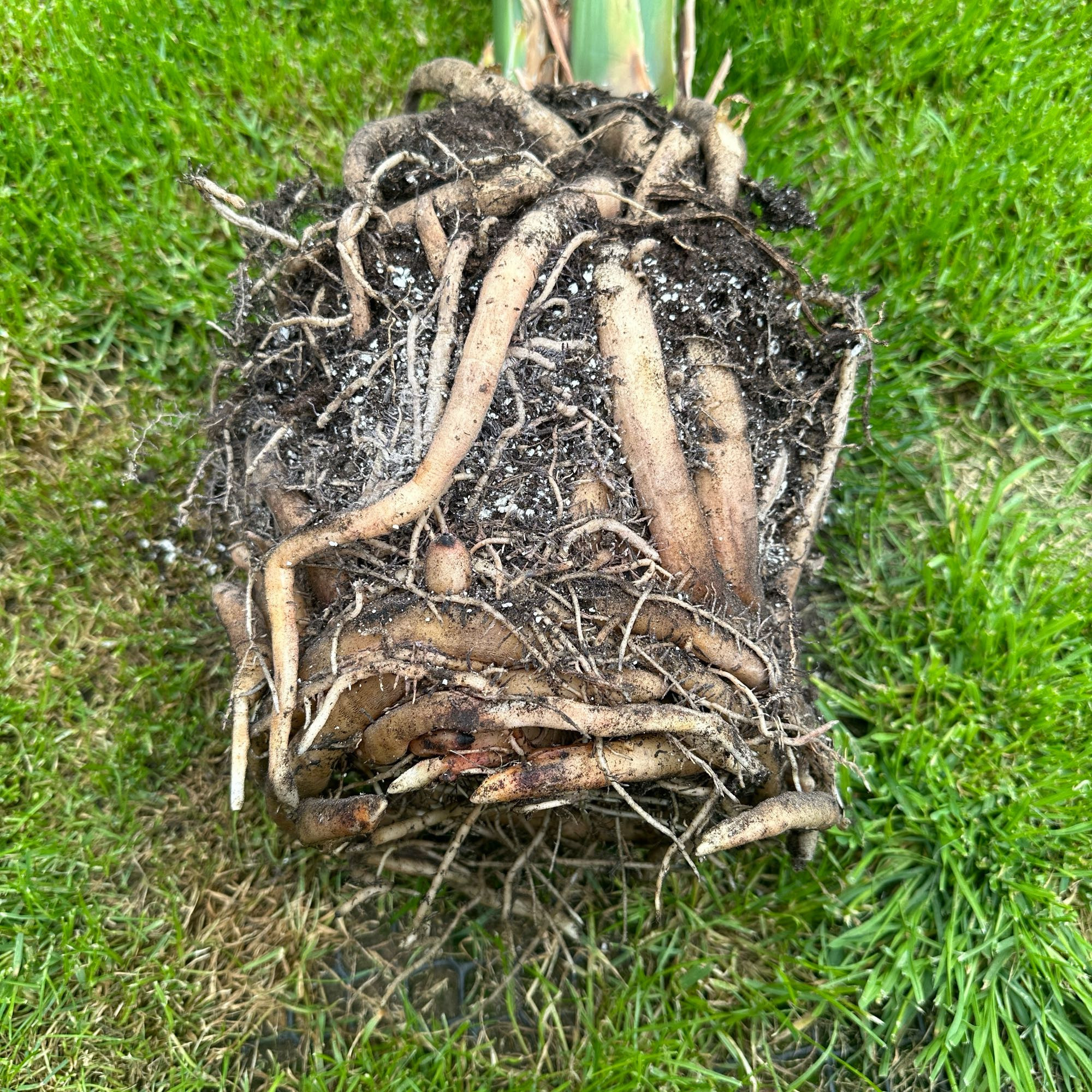 Badly pot bound house plant root ball where a third of the pot is root only and no soil