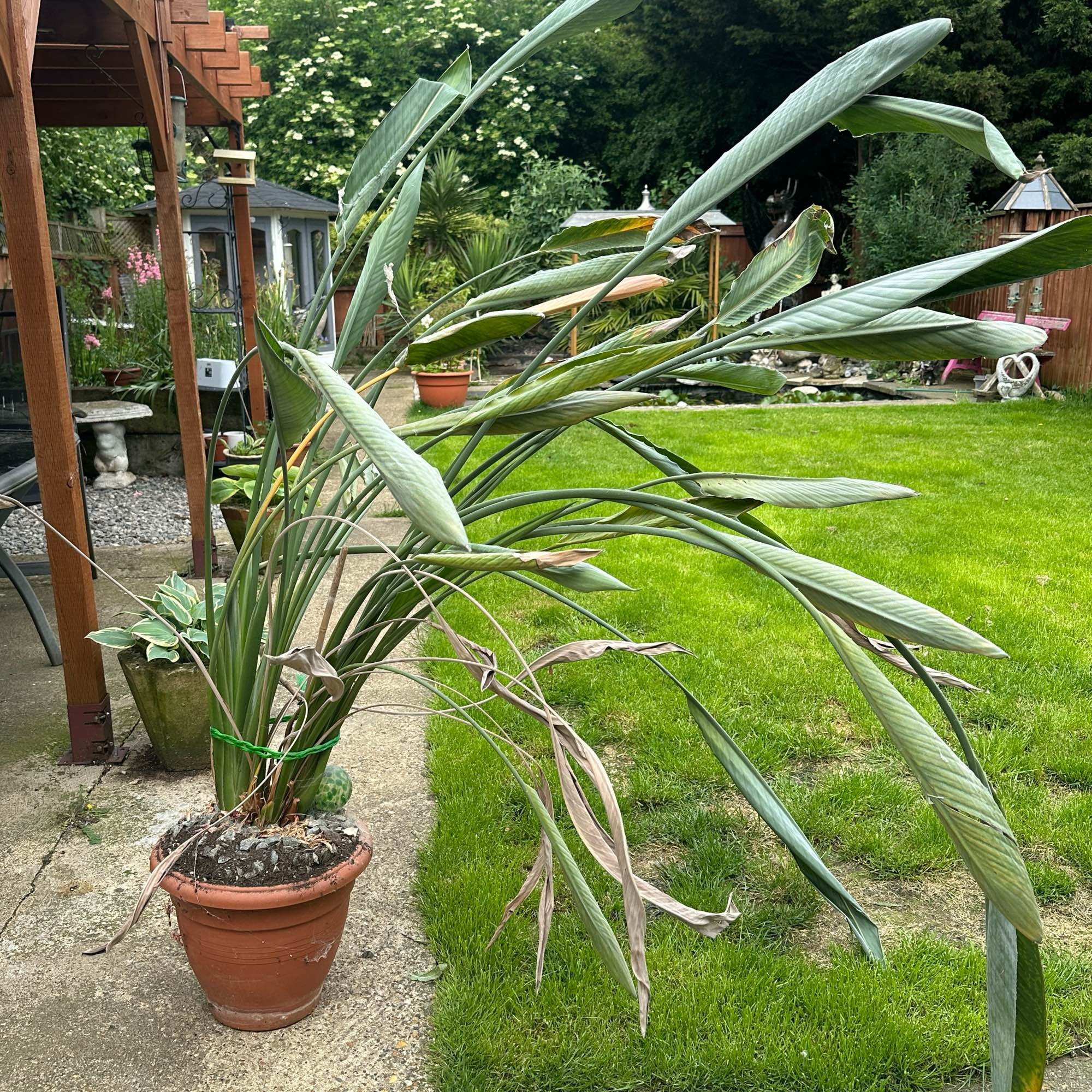 A picture of a sad, pot bound house plant Strelitzia - commonly known as Bird of Paradise for its flowers - pushing the soil up from its pot at the top