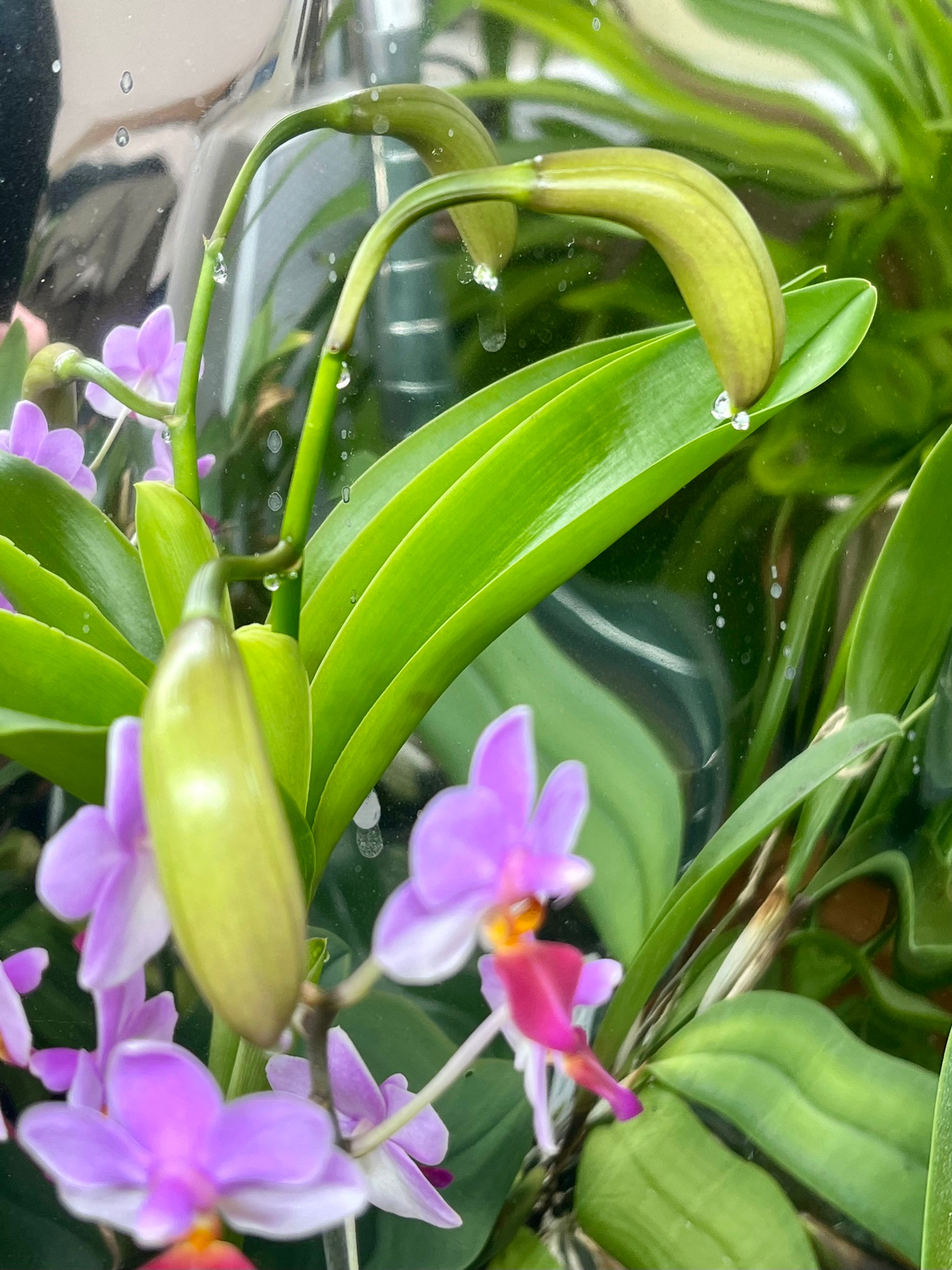 The buds of Cattleya forbesii, an orchid species, with a clear drop of…something…at the tip.