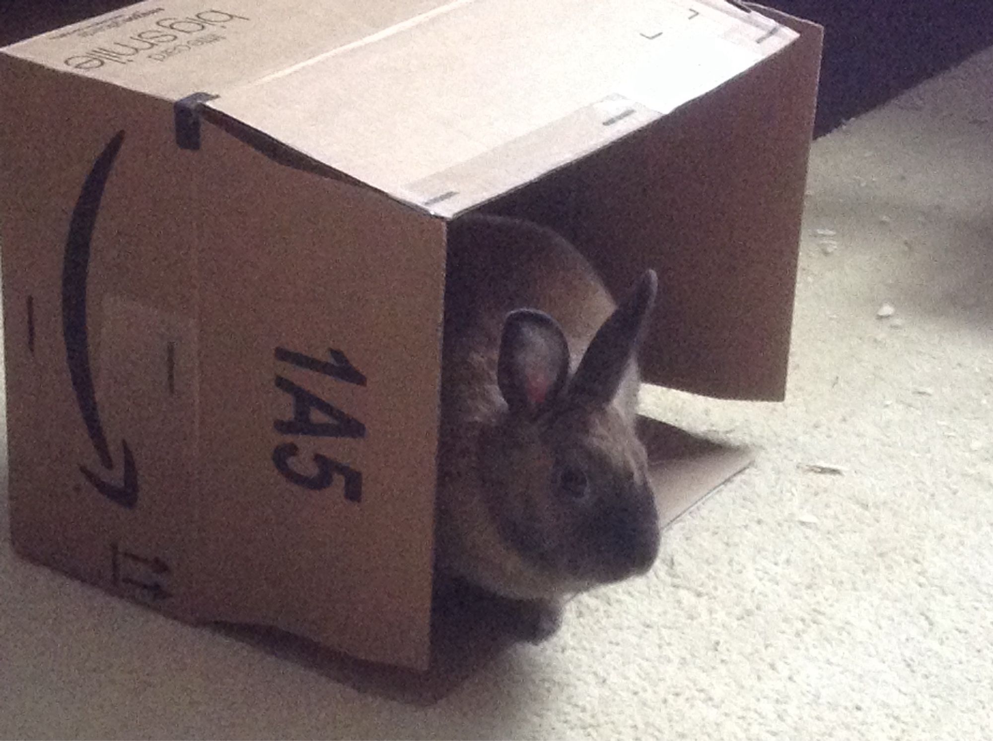 Bunny in a box