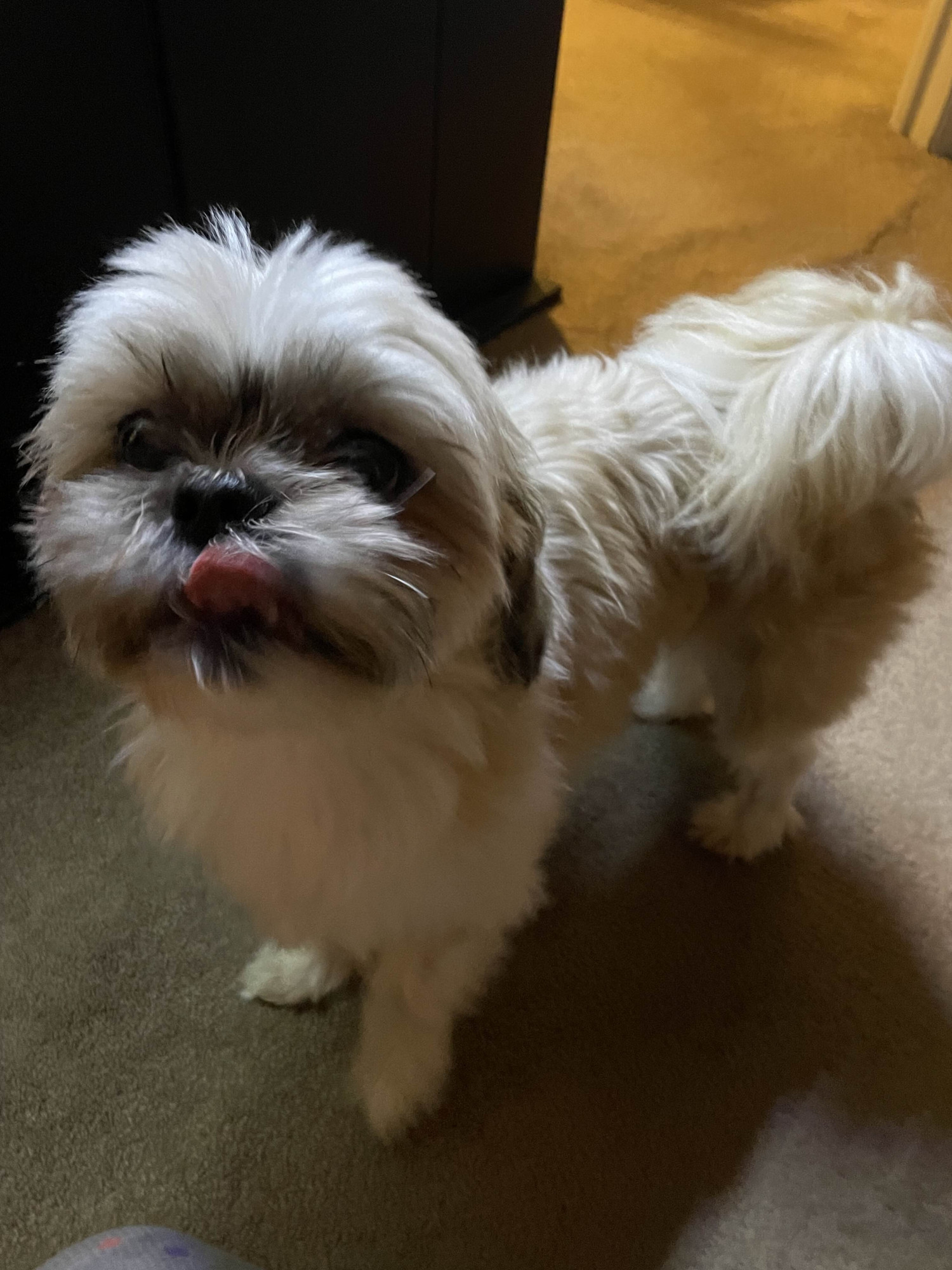 A shih tzu standing on a carpet. His tongue is sticking out, licking his upper lip.