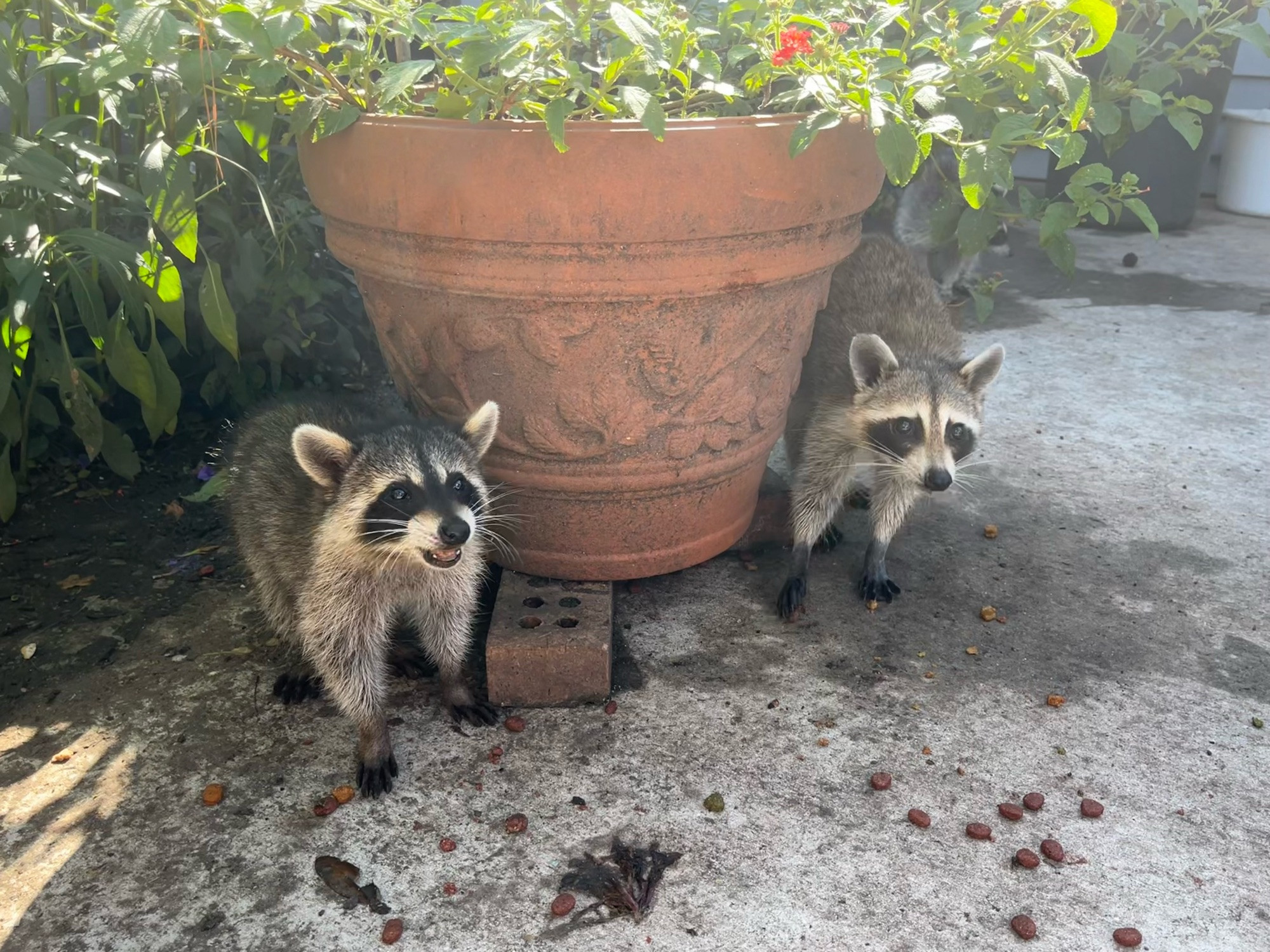 A baby raccoon and their mom next to a large pot