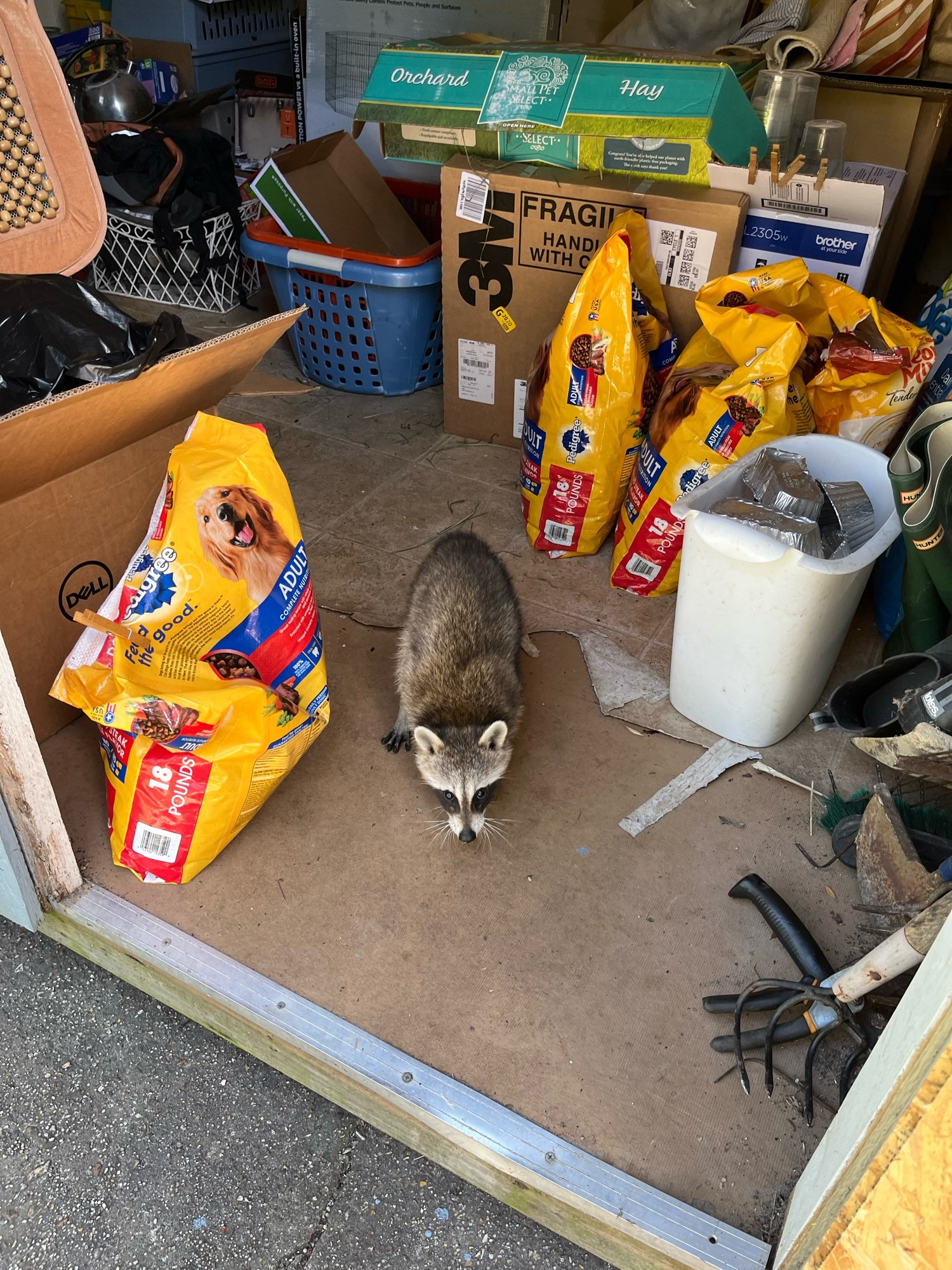 A baby raccoon regretting his choice to go into the shed after they’ve discovered the door can also close. They are fine and went to tell the others about their adventure.