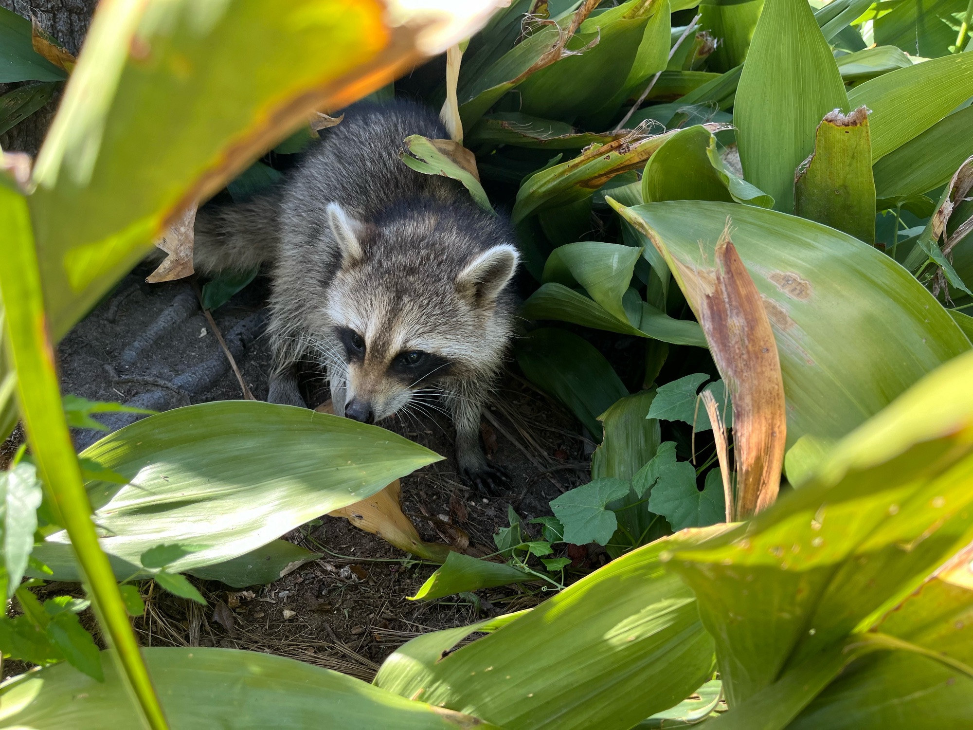 A baby raccoon surrounded by long green leaves