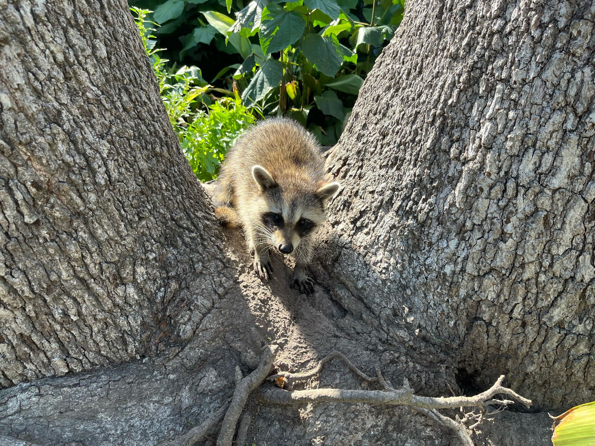 A baby raccoon exploring tree trunks