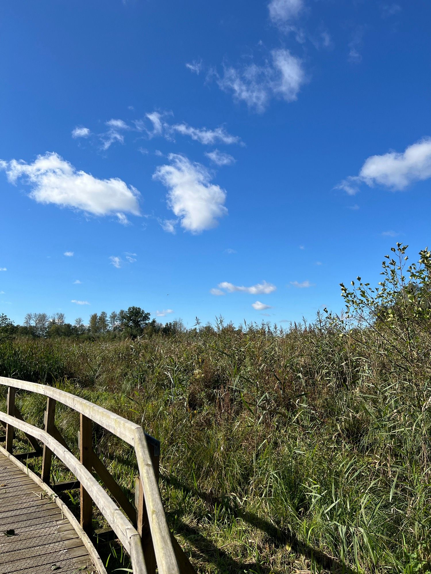 Blue sky with fluffy clouds over a green reed bed, with a wooden boardwalk to the bottom left