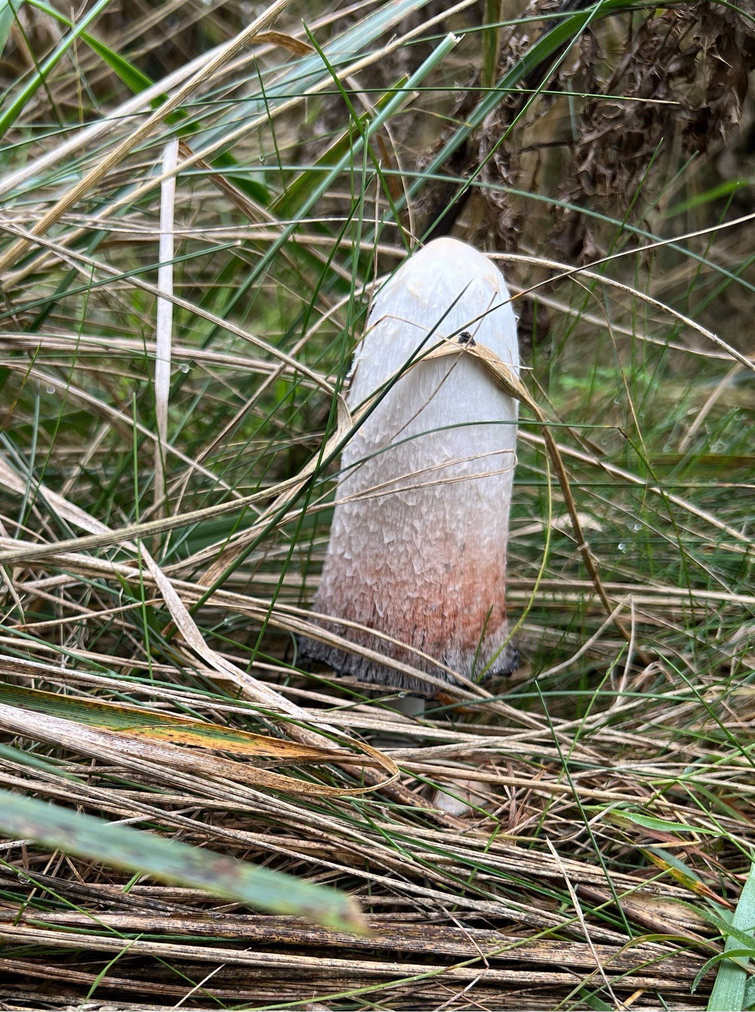 A long thin mushroom that is white at the top and slowly changing to pink then dark grey at the bottom. They are known as inkcaps or lawyer’s wigs