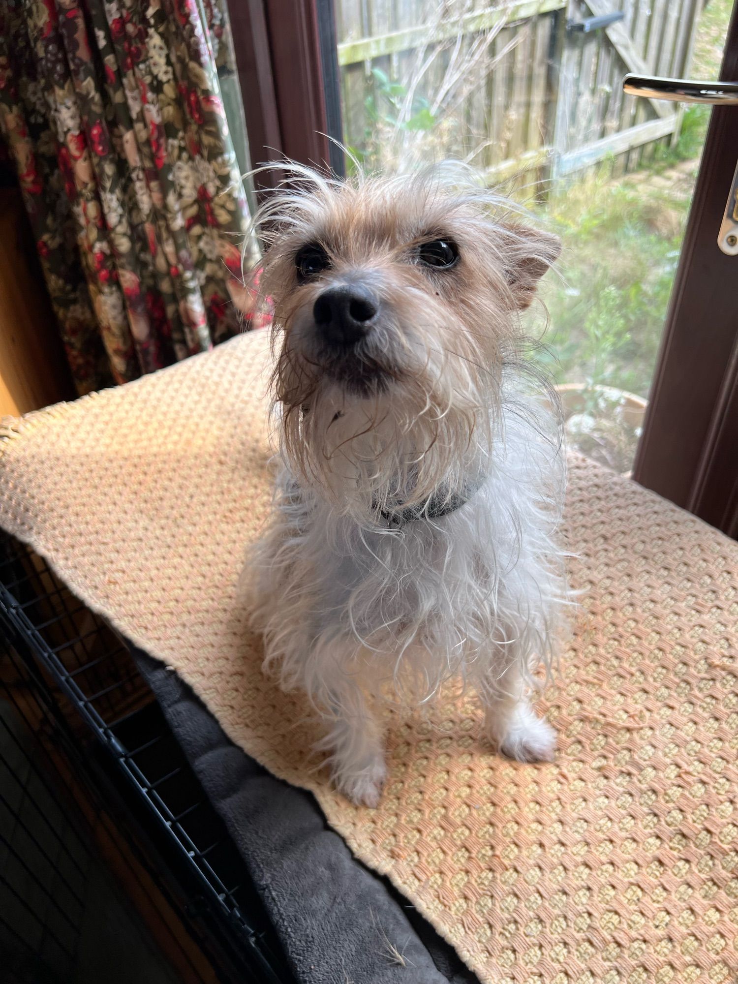 A small white and light brown dog sitting on a blanket almost looking at the camera