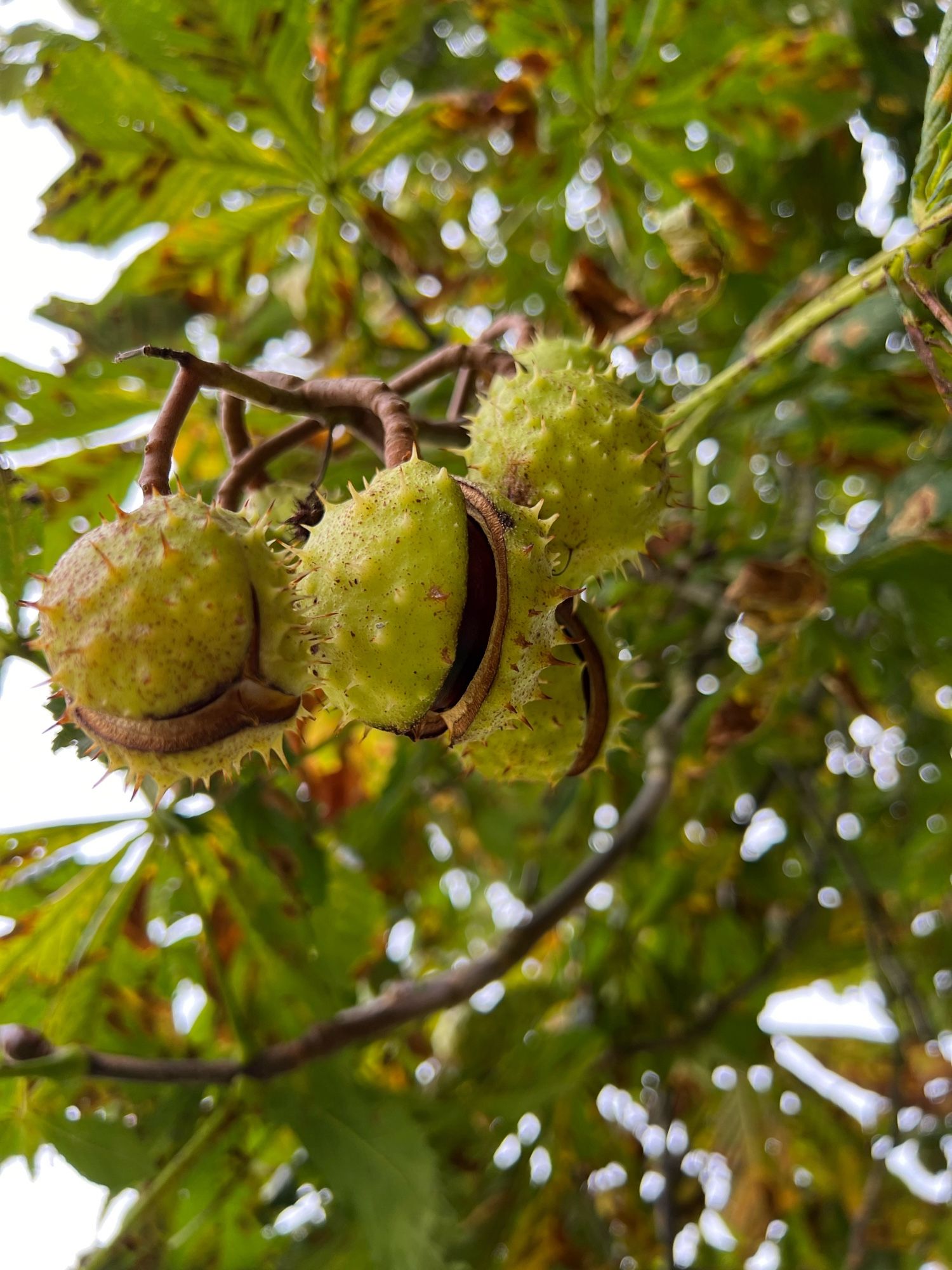 A group of conkers all starting to split out of their cases with leaves behind