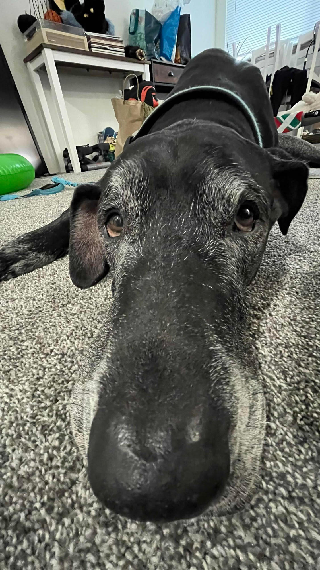 Great Dane close up