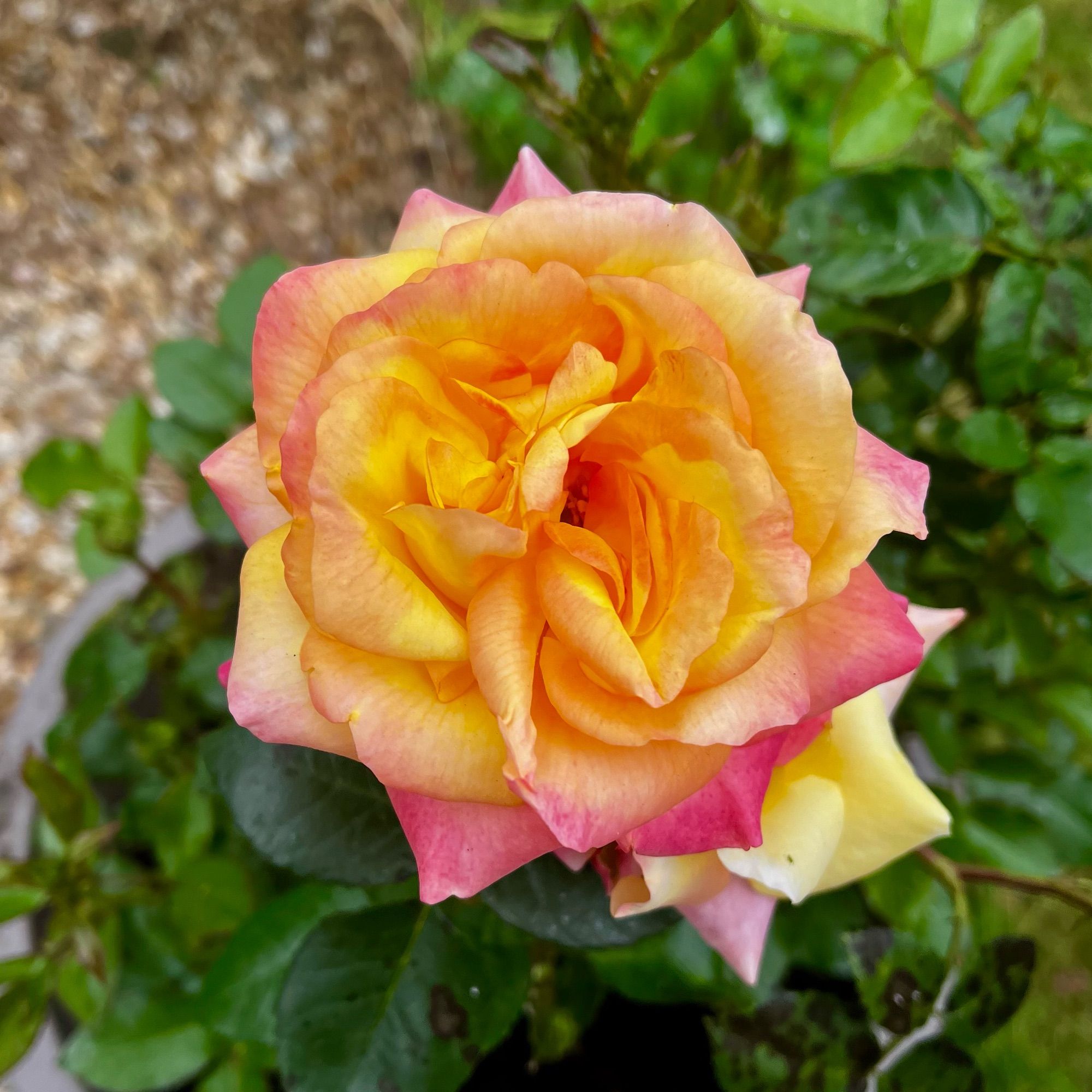 Photo of a yellow and pink rose.