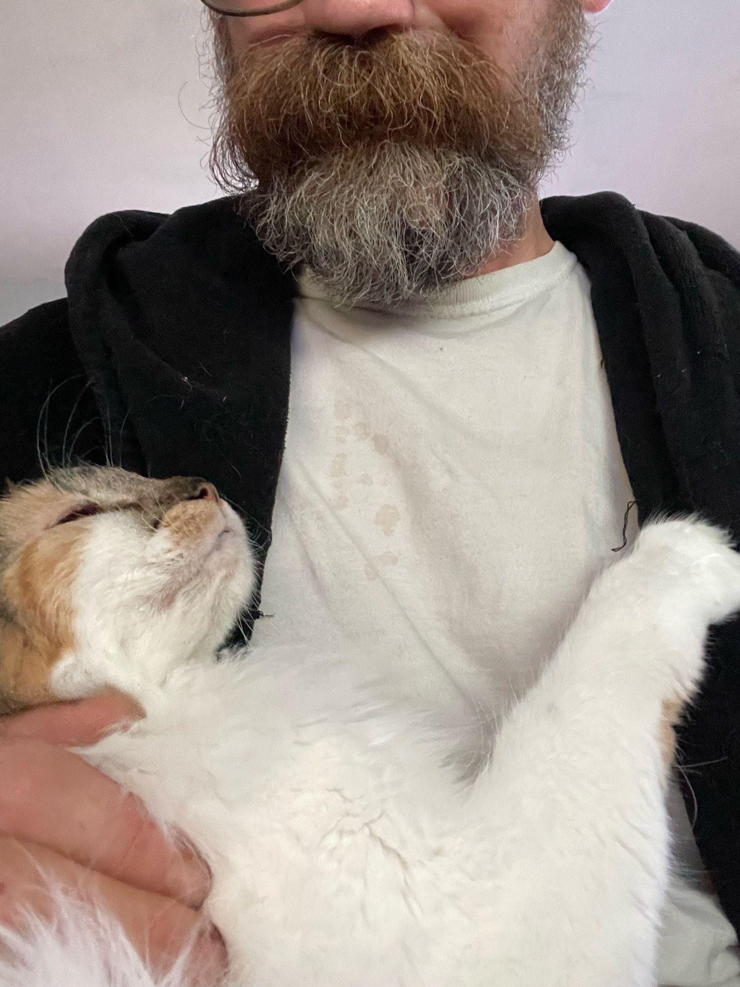 A calico cat snuggling on a beardy guy in a tshirt 