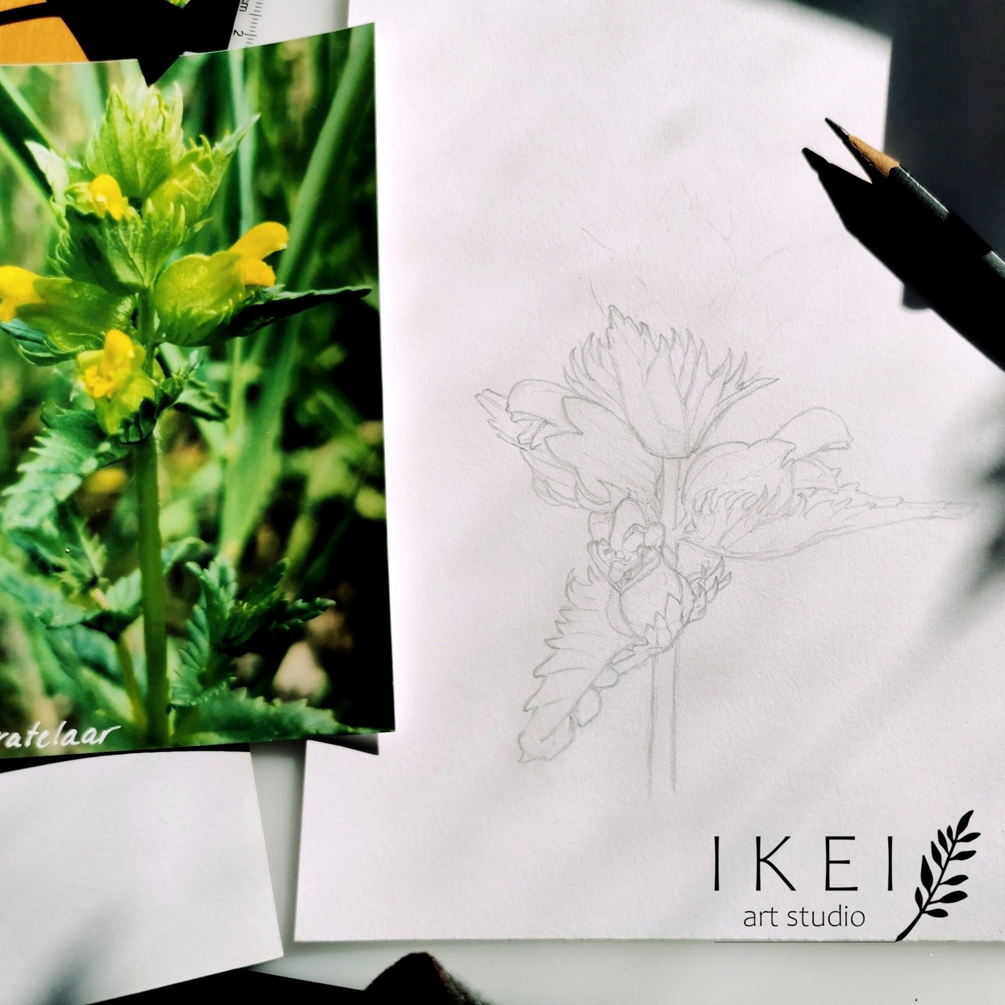 A pencil drawing of a plant. A photograph of the plant is visible on the left. On the paper on the right side a black graphite pencil is visible.