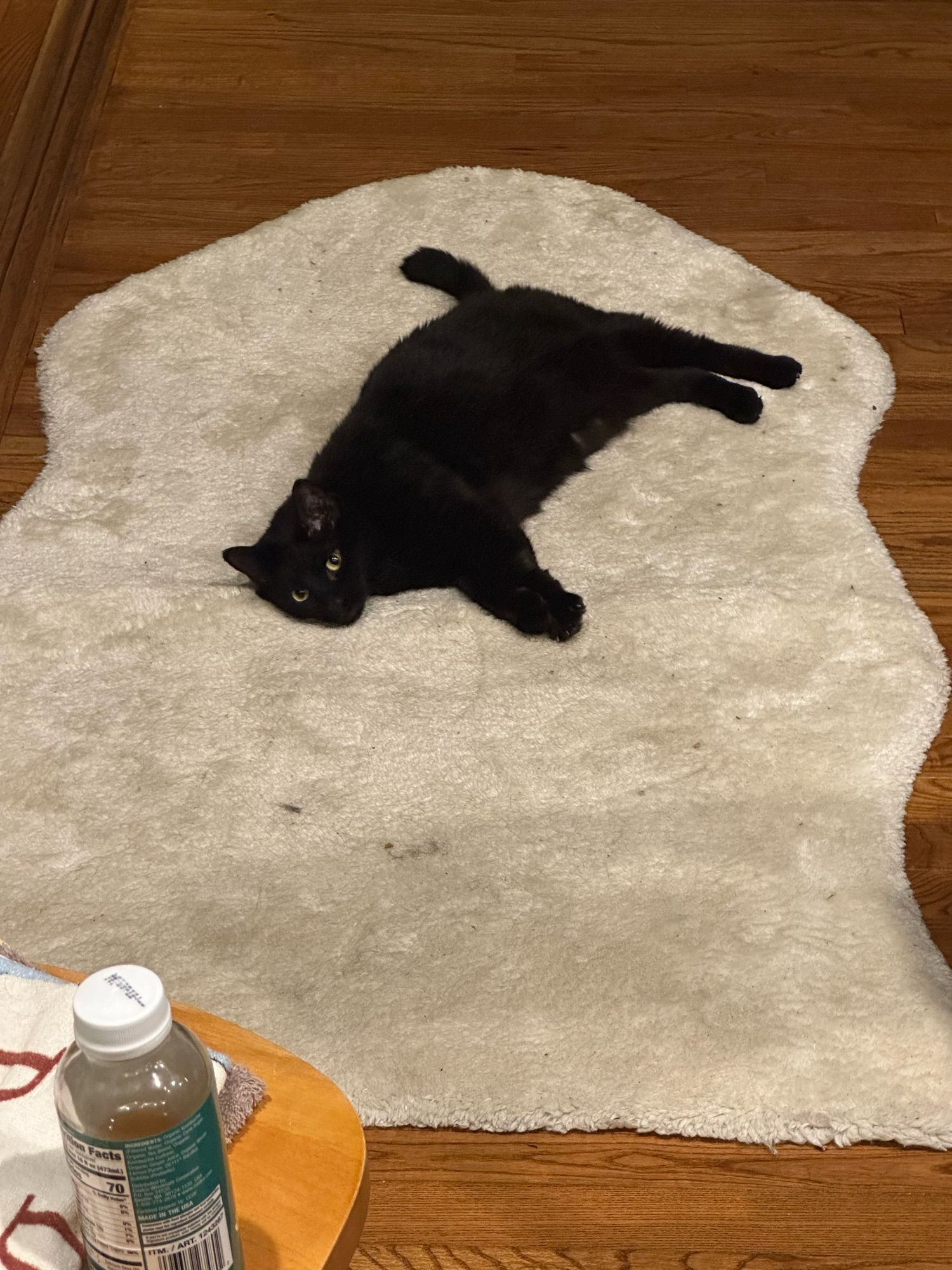 Hiphop the black cat on a white rug, the way she’s laying makes her look very flat