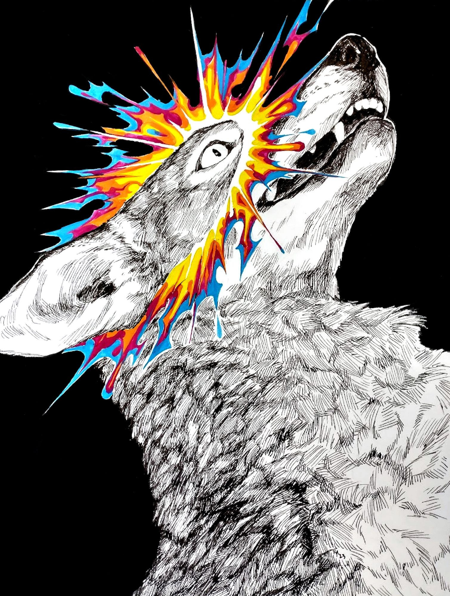 a traditional pen and ink drawing of a coyote looking upwards with eyes wide and mouth slightly open. a burst of color in white, yellow, orange, pink, and blue (painted in gouache) imperfectly bisects its head