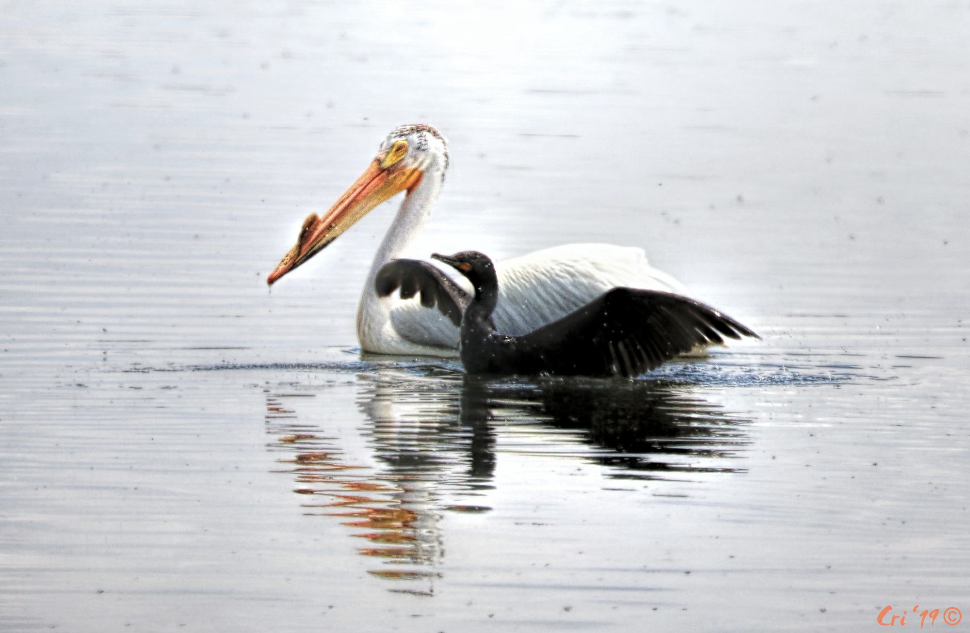 photo of a cormorant and pelican swimming in a lake. the pelican is passing behind the cormorant and the cormorant has their wings up and is much smaller than the pelican. both are in profile facing left.