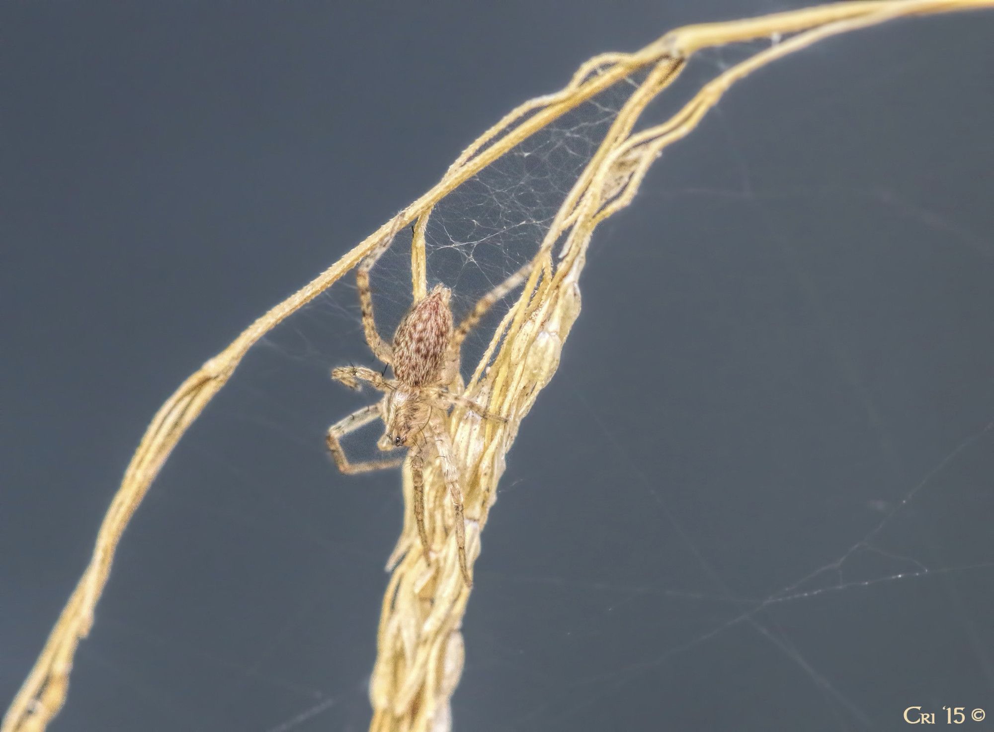 photo of a small pale yellow spider with warm brown spots on their abdomen. they are on the bent over head of a dried grass. they are facing downward.