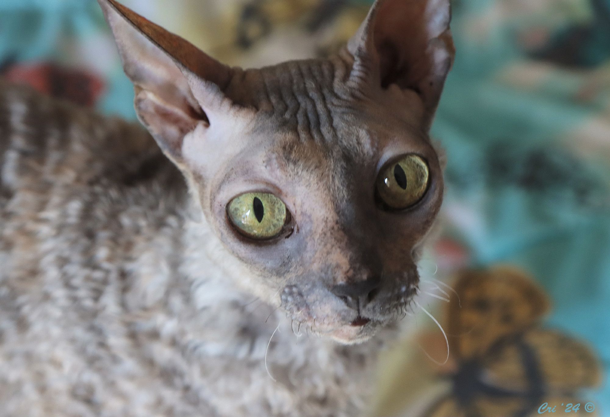 close up photo of a blue tortie cornish rex cat. she has not fur on her head, but you can see she still has rex curls on her body (body is out of focus). she is looking directly into the camera with her ears up.