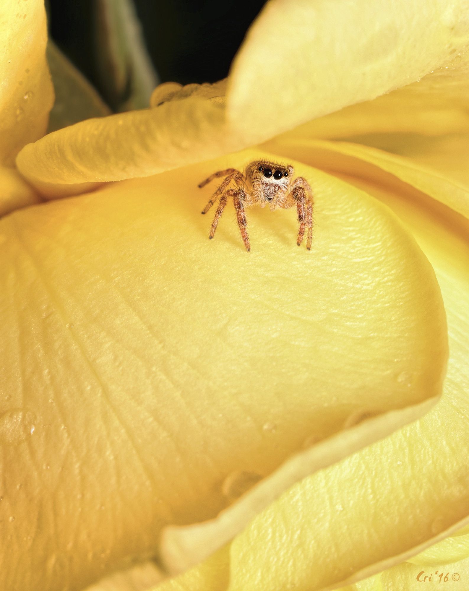 macro photo of a teeny female jumping spider on the outside petal of a bright yellow rose, she is directly facing the camera.