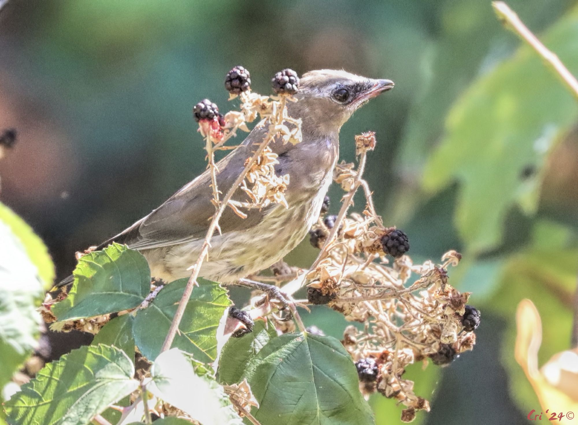 photo of a juvie cedar waxwing on a blackberry branch with several berries on it. they are partially obscured by berries. they are in profile looking right. they have a spotty breast still and no crest