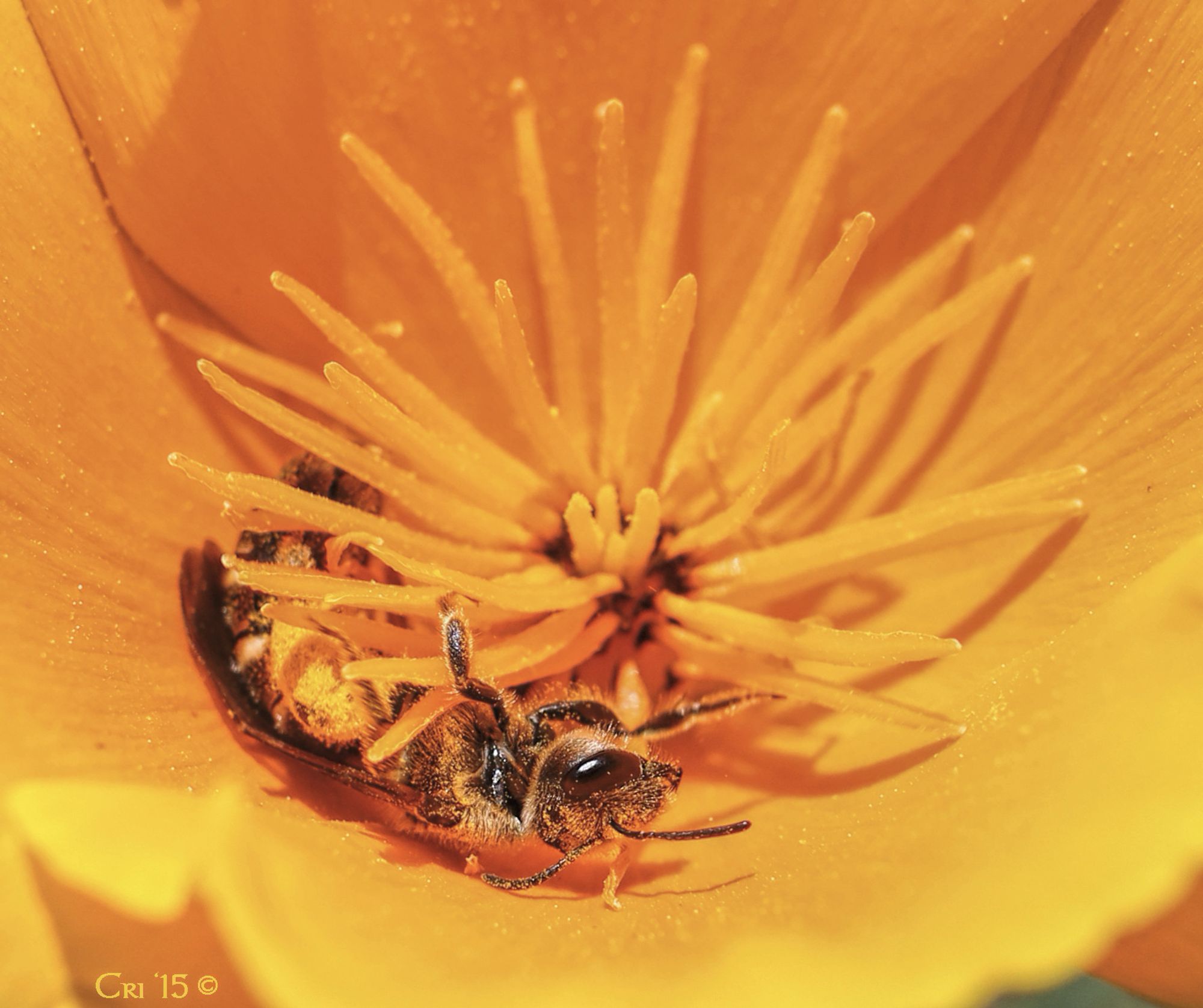 macro photo of a small native bee curled around the stamens of a california poppy in the bottom of the blossom "cup" her pollen bags are packed with the vibrant orange pollen.