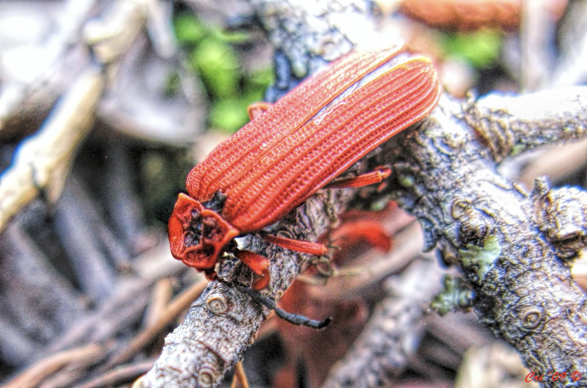 photo looking down on a bright red beetle with net patterned elytra (hard wing covers) they are on a small bare branch facing lower left