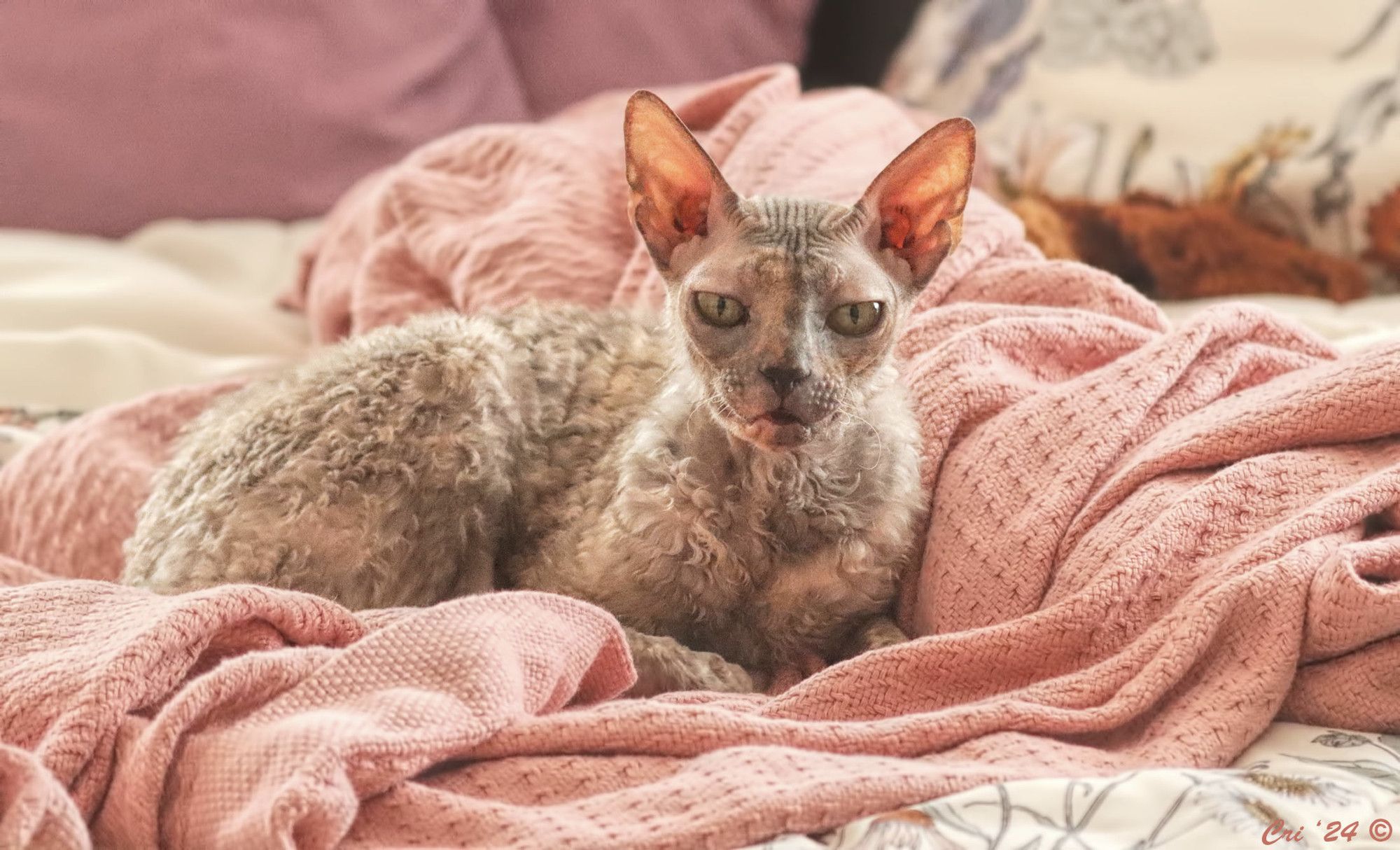 photo of a blue tortie cornish rex cat curled on a pink blanket on top of a floral comforter. she is looking directly at the camera with a withering look