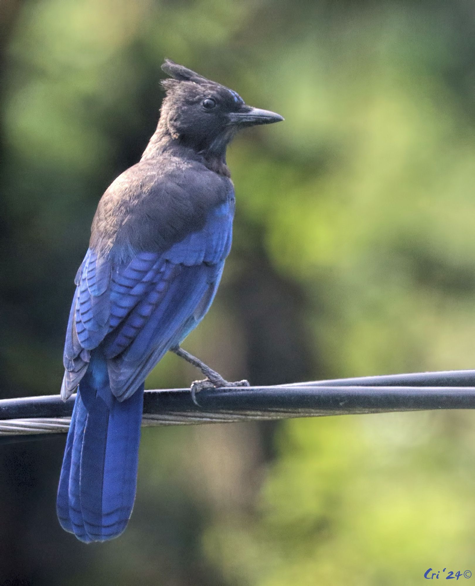 photo of a steller's jay perched on a triple, twisted power line. they are facing away from the camera with their head in profile facing right.