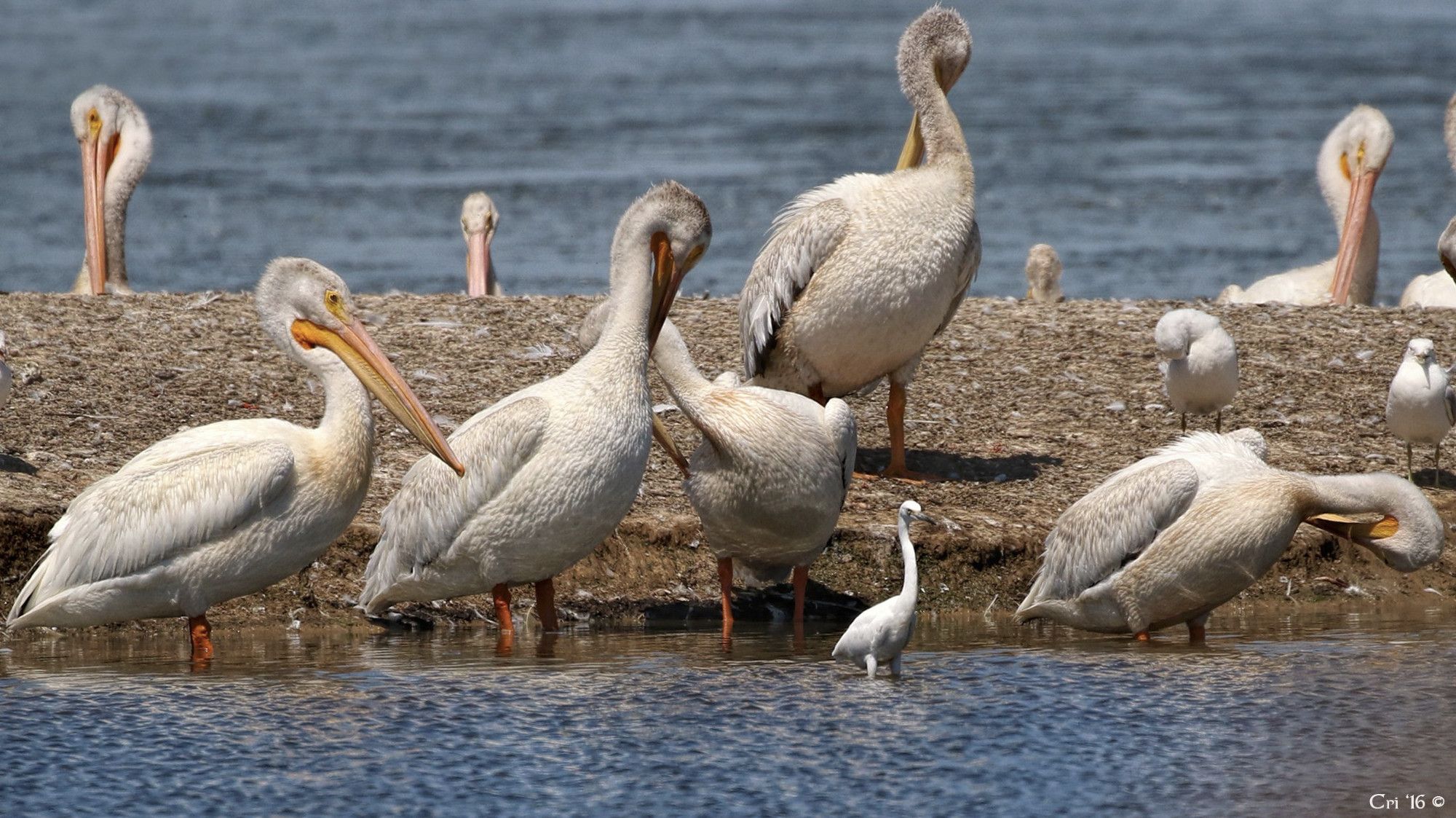 photo of several white pelicans, a couple gulls and a snowy egret on a sandy island with shallow water. the pelicans are huge compared to the other birds.