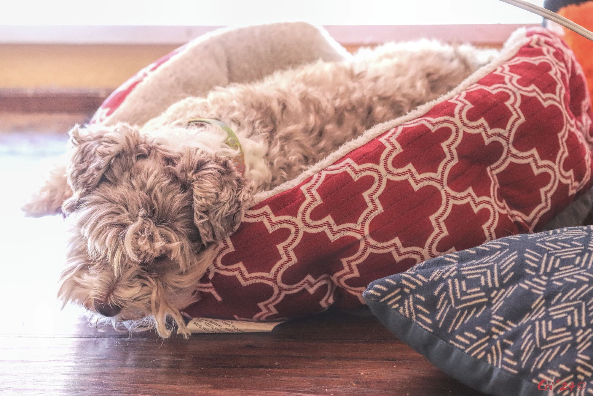 photo of a chocolate merle schnoodle dog in a red and white cuddle dog bed, her head is hanging over the edge and she's snoozing.