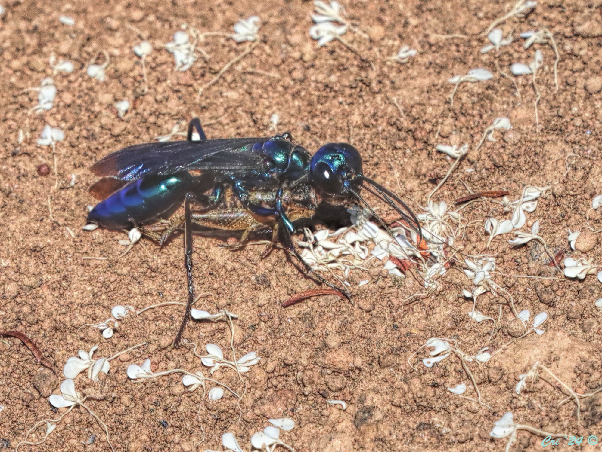 Photo of a large, metallic blue/green wasp walking on red sandy soil, she is carrying a cricket underneath her. she is in profile facing right