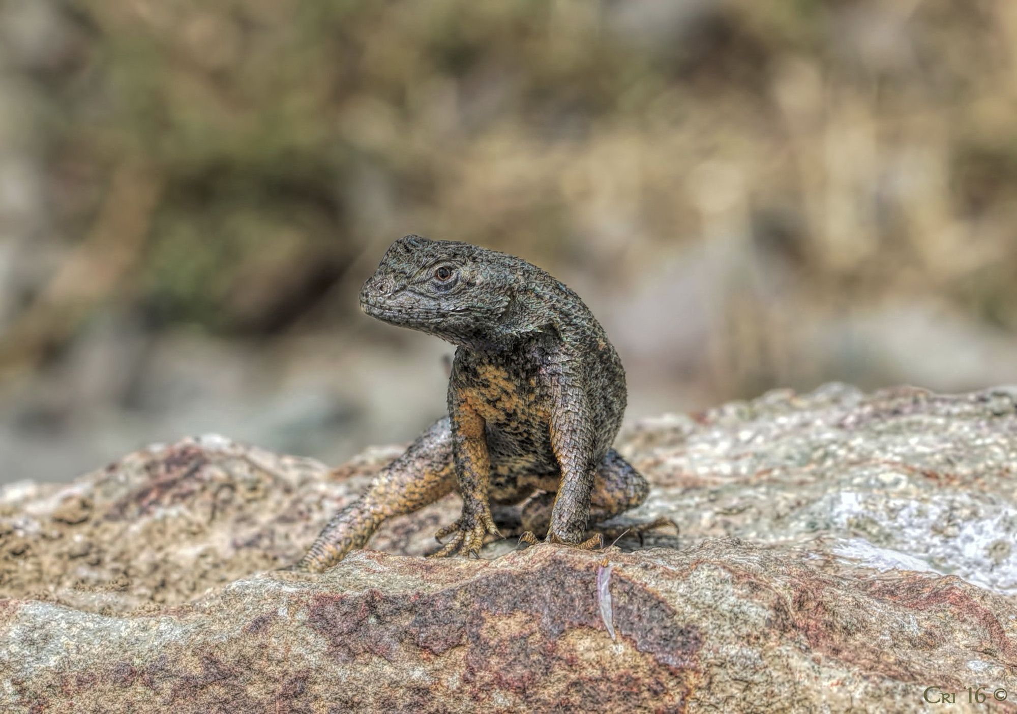 photo of a very dark colored western fence lizard sitting on top of a sand stone type rock. the lizard is facing the camera with front legs straight raising him into a crouch. his back right leg is stretched out to the side. His belly is bright yellow. his head is turned to the left in profile giving "side eye" to the camera. Upshot - he looks very cool and yoked.