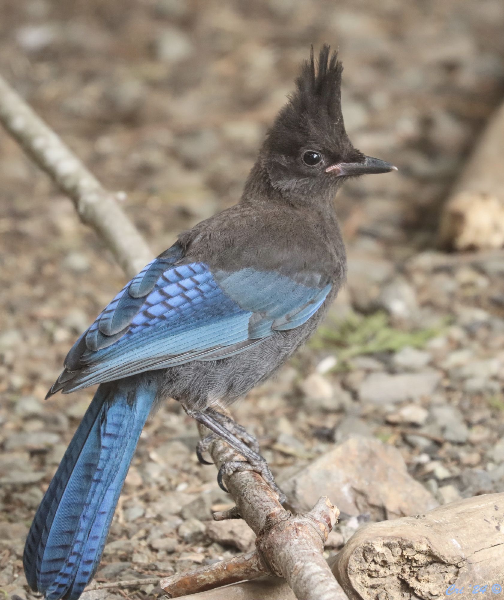 Photo of a juvenile Steller's jay standing on a small stick that is laying on the ground. they are in 3/4 profile facing right so you can see most of their back. their head is in full profile.