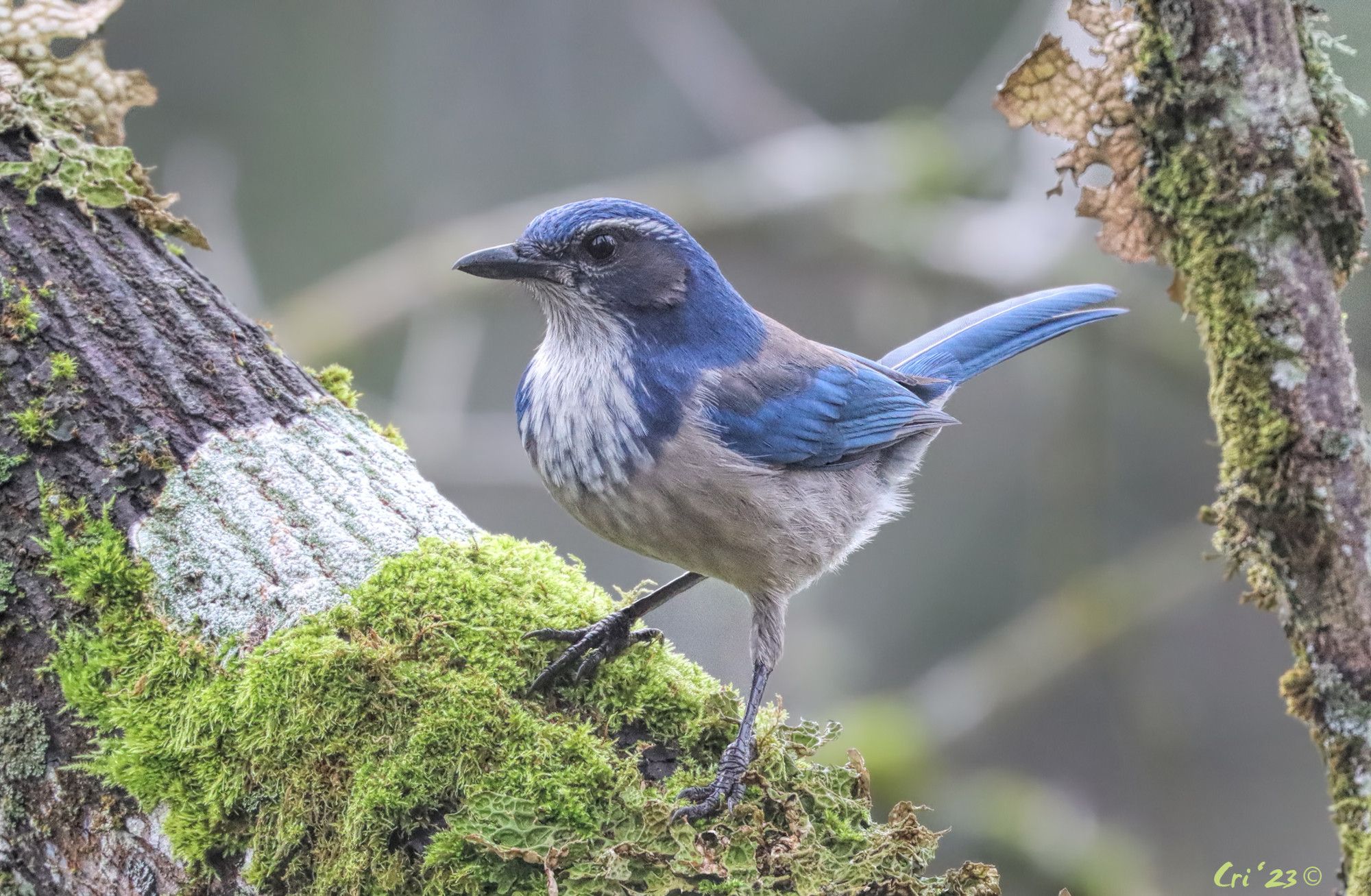 photo of a scrub jay standing on a large maple branch that is covered in moss and lichen. the jay is in profile facing left.